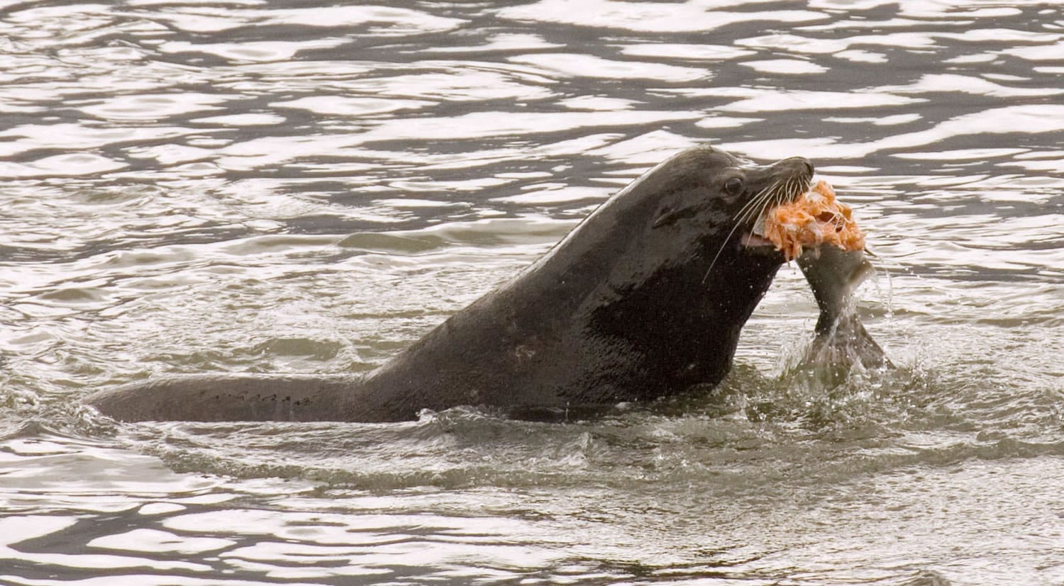 A sea lion eats a salmon in the Columbia River near Bonneville Dam in North Bonneville in April 2008.