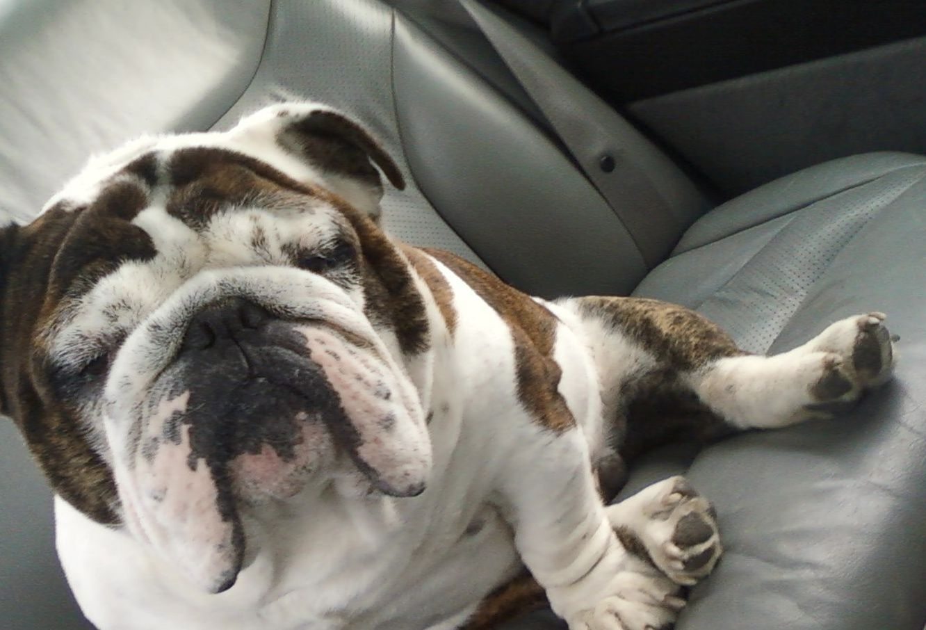 Cowlitz County Sheriff's Office deputies on Tuesday arrested two individuals in connection with a theft and extortion case involving a Woodland woman's English bulldog, Jaggar. The dog was reported missing on Oct. 4. Jaggar was found dead in Kelso on Oct.