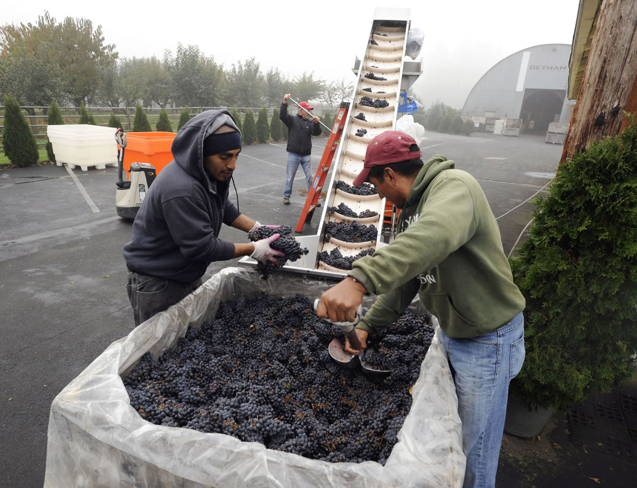 Miguel Serrano, left, and Edgar Ramos load San Giovese grapes Friday onto the conveyer belt that leads to the crusher at Bethany Vineyard in Ridgefield.