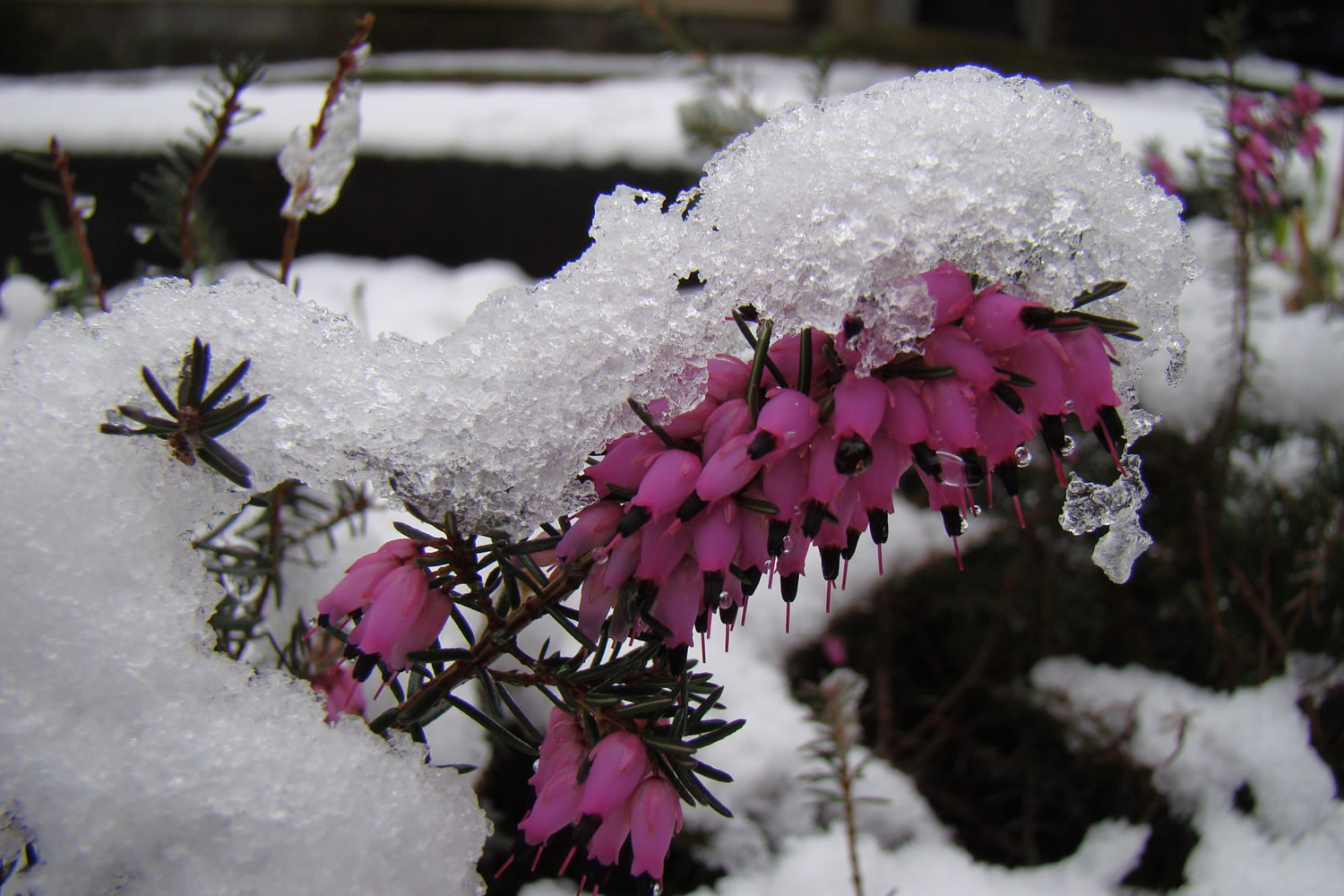 Snow fell March 1 on some already-blooming flowers east of Battle Ground.