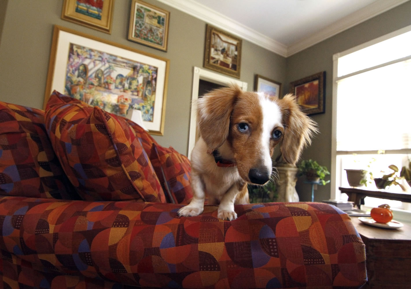 Harold Corbin's dog Macey, above, sits on a couch surrounded by some of Corbin's art collection in his Madison, Miss., home. Corbin developed an interest in art while in college.
