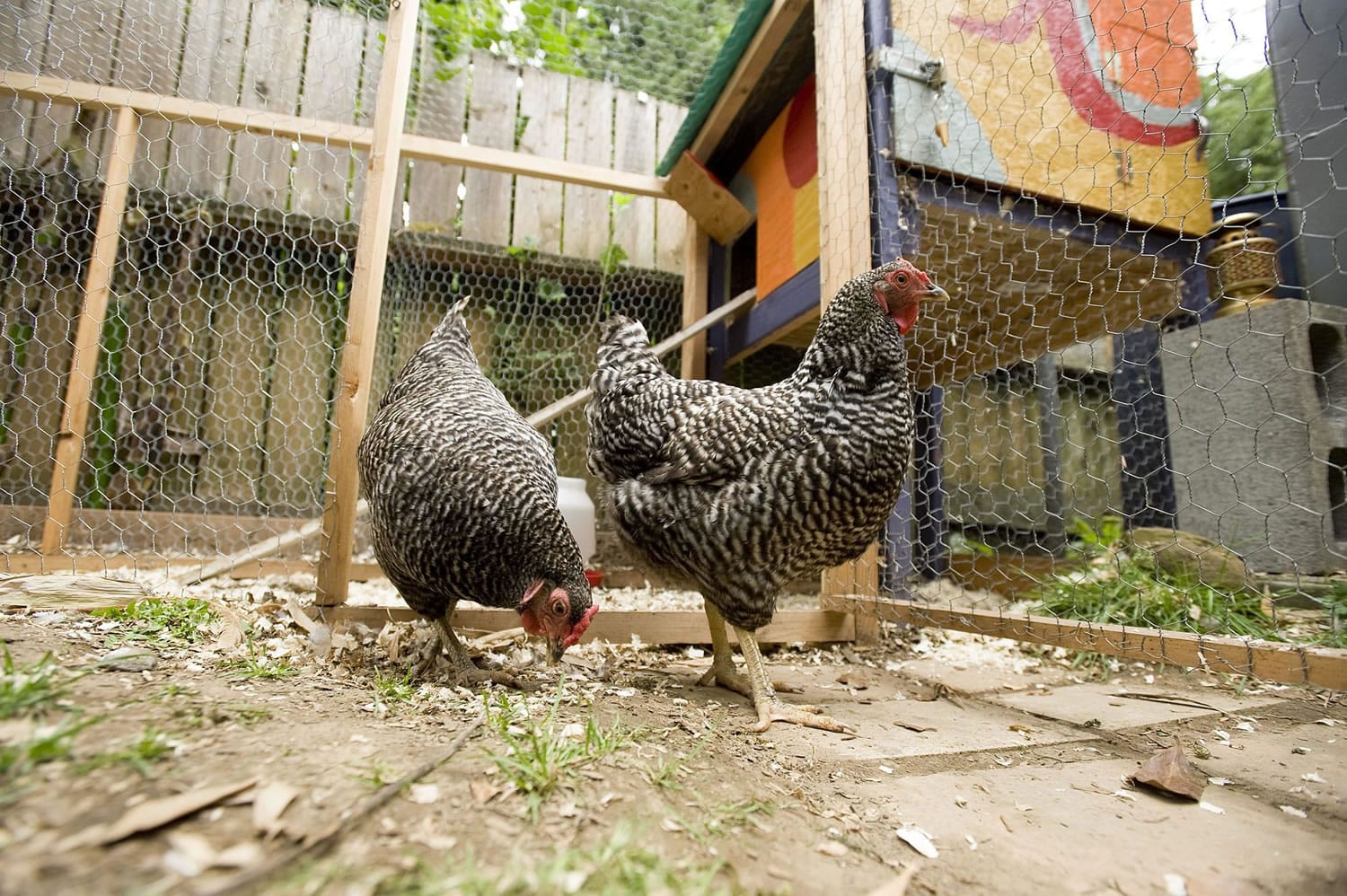 Eileen Cowen's chickens and their coop will be part f the Coop Du Jour on July 30.