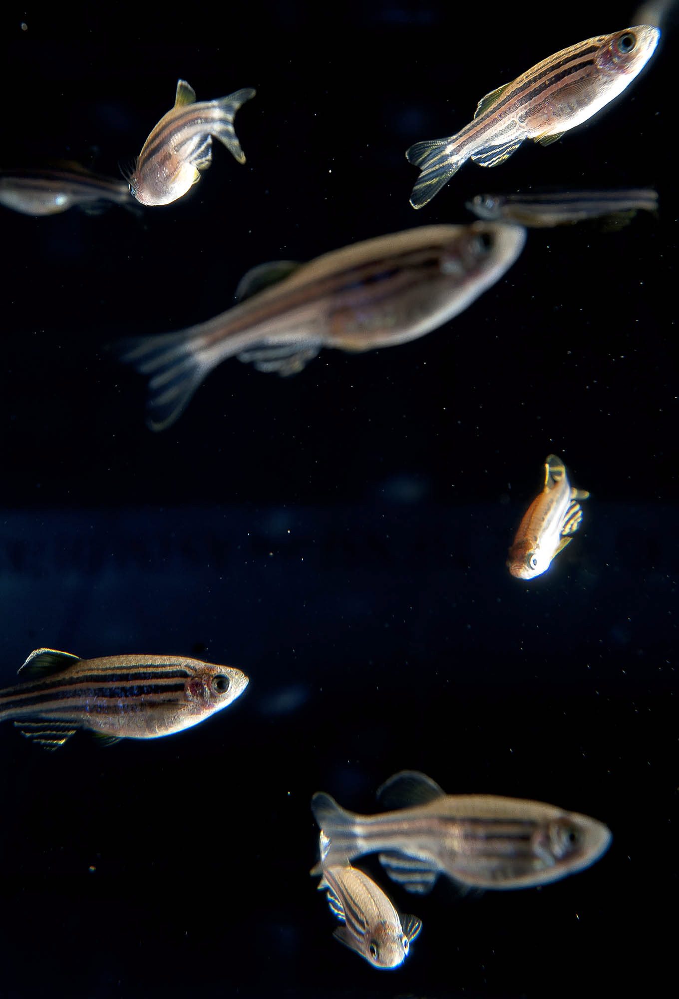 Zachary Kaufman/The Columbian
Zebrafish used in a study by Cynthia Cooper, assistant professor of molecular genetics at Washington State University Vancouver. Cooper studies their pigmentation at WSU Vancouver to find clues for a cure to skin cancer.