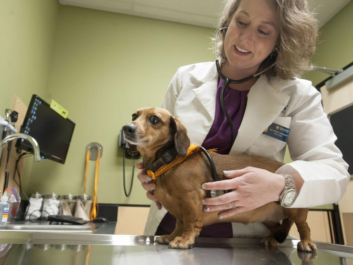 Veterinarian Tiffany Anderson checks a dachshund at a Banfield Pet Hospital clinic in Vancouver. Banfield is moving its headquarters from Portland to east Vancouver, bringing with it more than 650 jobs, giving a major boost to Clark County&#039;s economy this year.