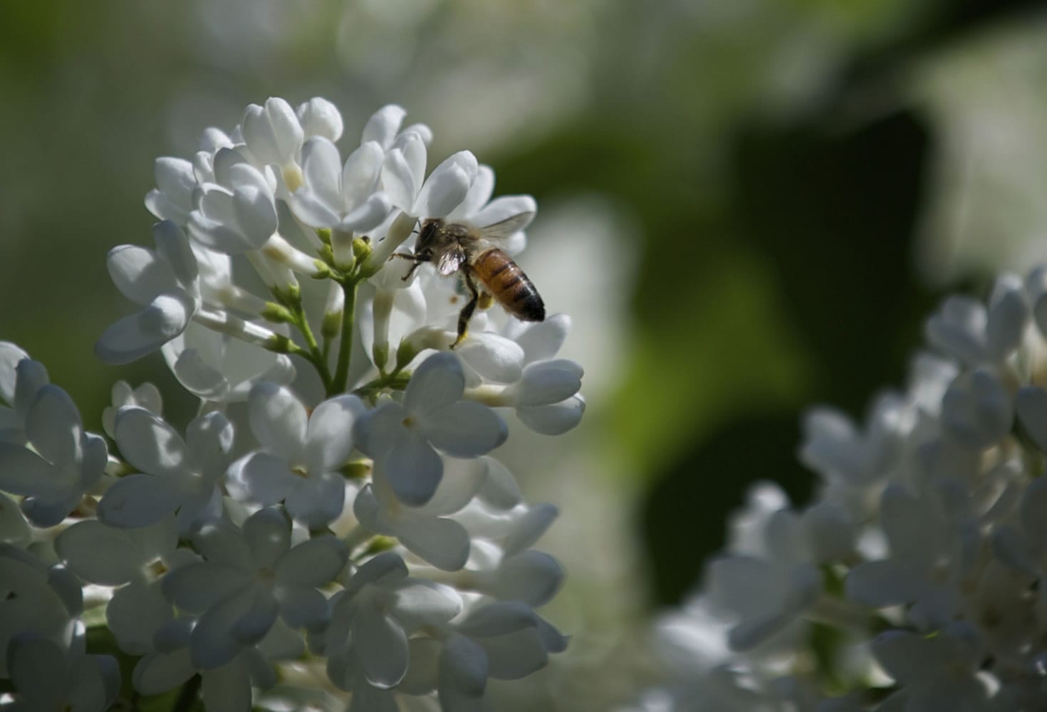 A bee gathers pollen from Crystal lilacs during Lilac Days in Woodland on Sunday.