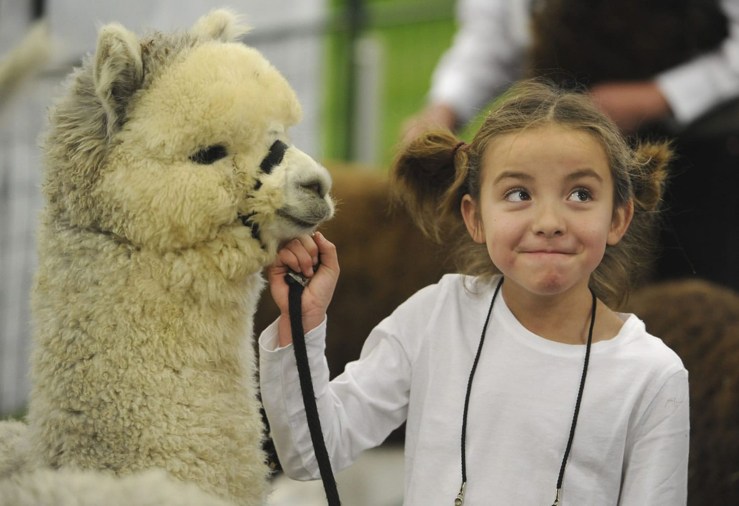 Sofia Ulloa holds Patagonia's Ferro before a round of judging Saturday at the annual Alpacapalooza at the Clark County Event Center at the Fairgrounds.