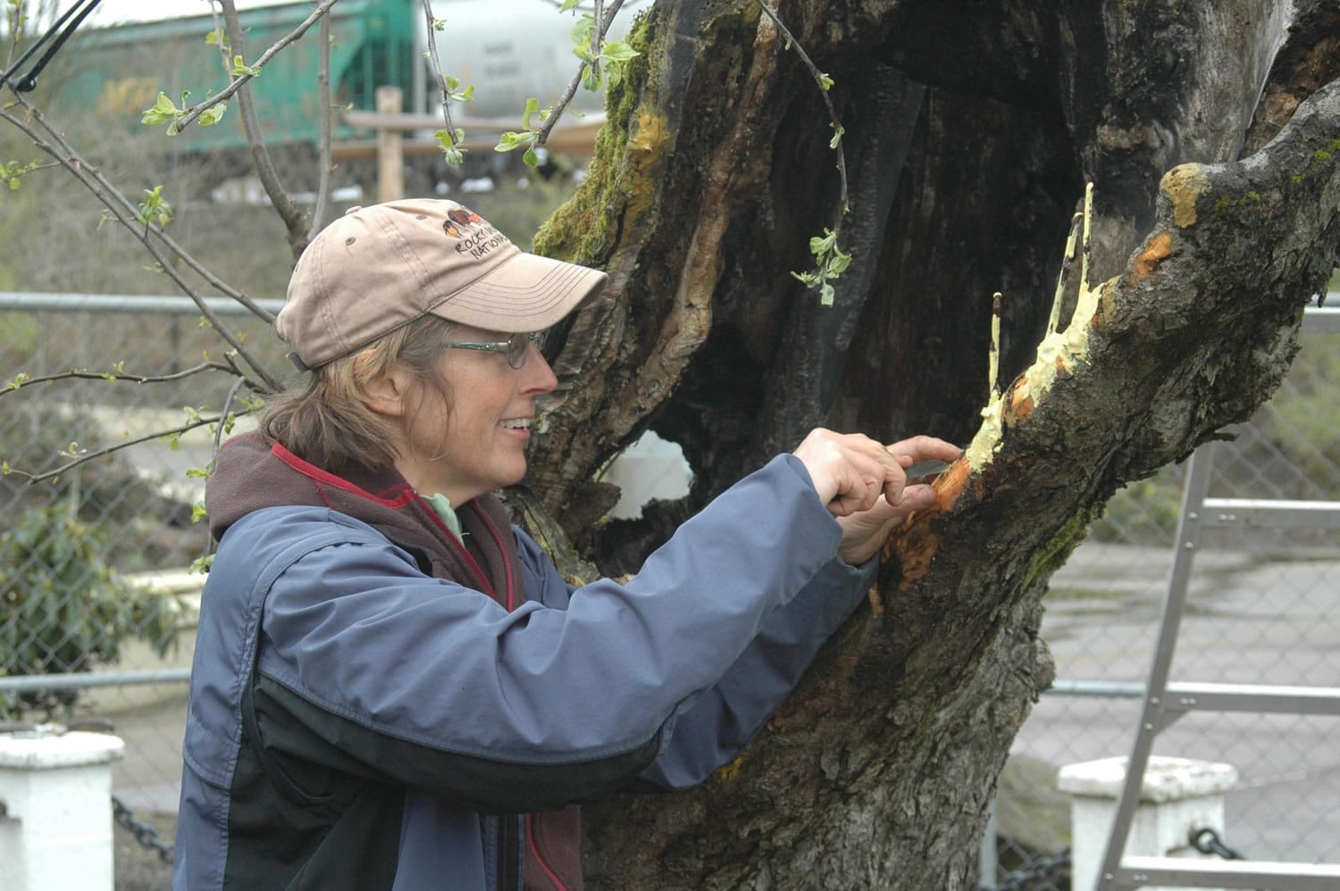 Hudson's Bay: National Park Service orchardist Laurie Thompson  grafts branches onto the Old Apple Tree to encourage new growth .