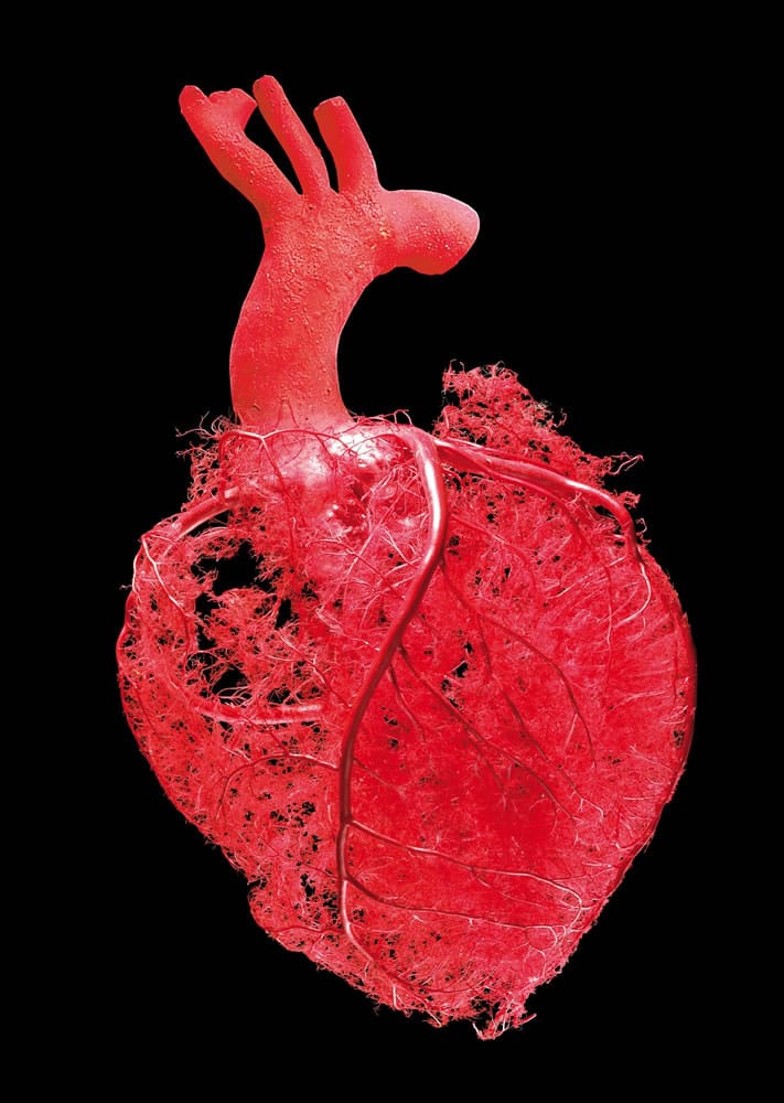Blood vessel configuration of the heart