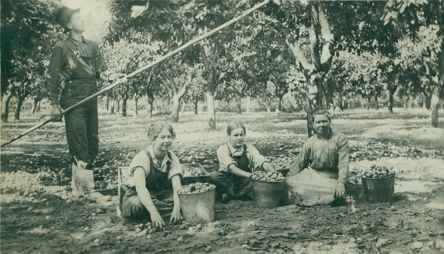 Prune workers toil at a Vancouver farm in this undated photo. From left are Grant Anderson, (unknown) Anderson, unknown, Mrs. Anderson.