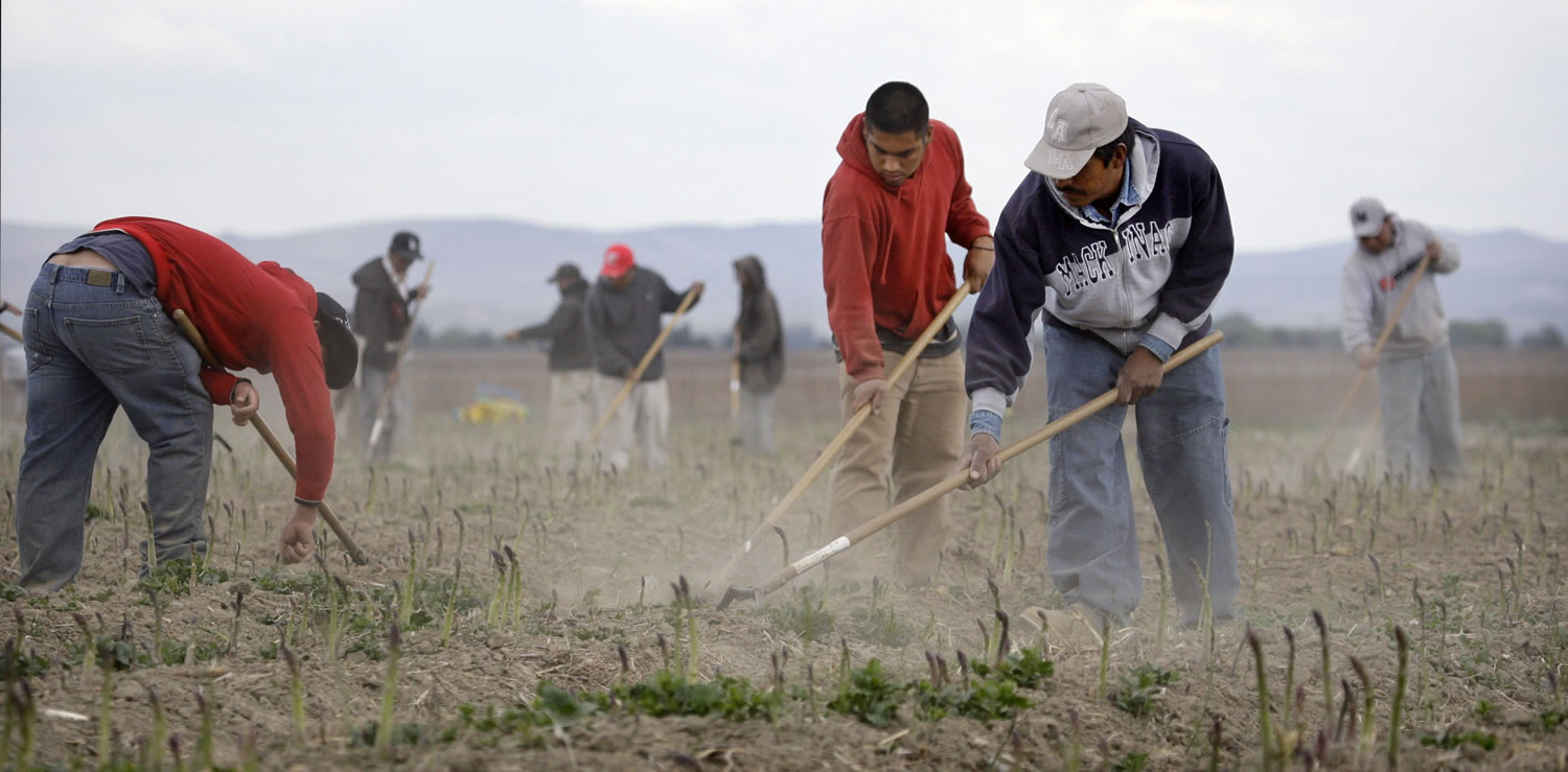 Latino workers till an asparagus field in 2009 near Toppenish on the Yakama Indian Reservation.