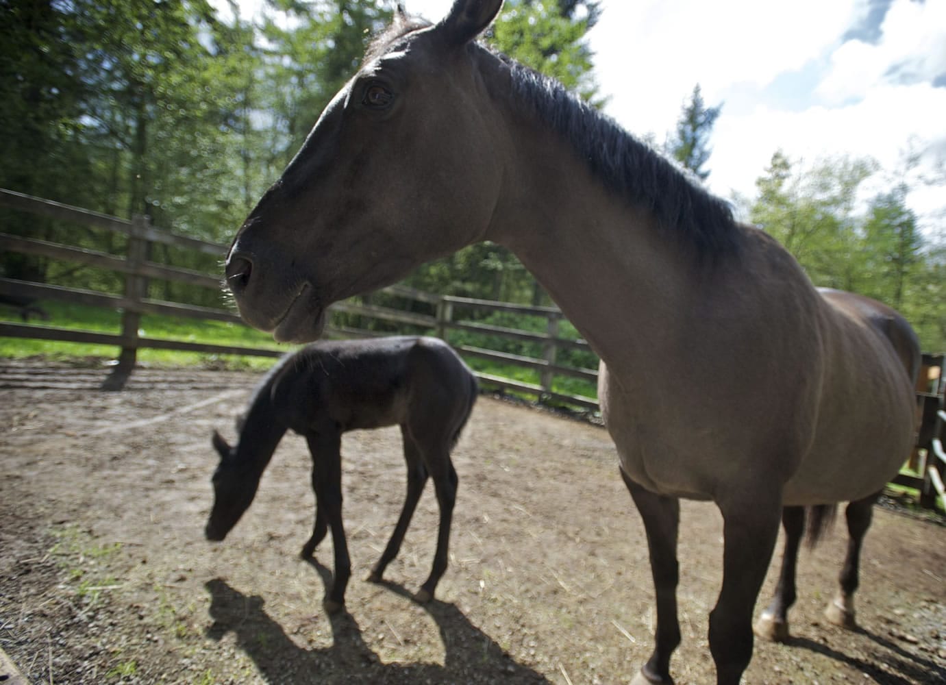Pearl and her colt Midnight spend time outside Wednesday at their foster farm.