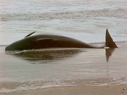A beached pilot whale is seen in this Jan. 15, 2005 file photo taken near Oregon Inlet on North Carolina's Outer Banks by the U.S. Coast Guard. In a lawsuit being filed Thursday by the environmental law firm Earthjustice, the Natural Resources Defense Council and other groups claim the National Marine Fisheries Service was wrong to approve the Navy's plan for the expanded training in the Pacific Northwest. Regulators determined that while sonar use by navies has been associated with the deaths of whales around the world -- including the beachings of 37 whales on North Carolina's Outer Banks in 2005 -- there was little chance of that happening in the Northwest. (AP Photo/U.S.