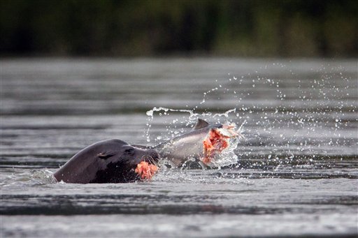 A sea lion eats a salmon in North Bonneville.