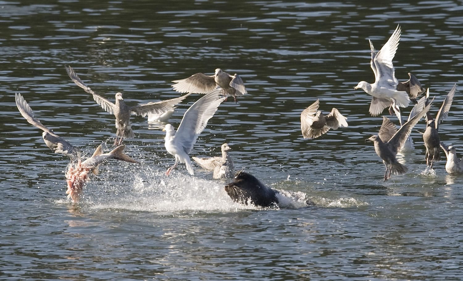 A sea lion feasts on a sturgeon in the Columbia River downstream of Bonneville Dam.
