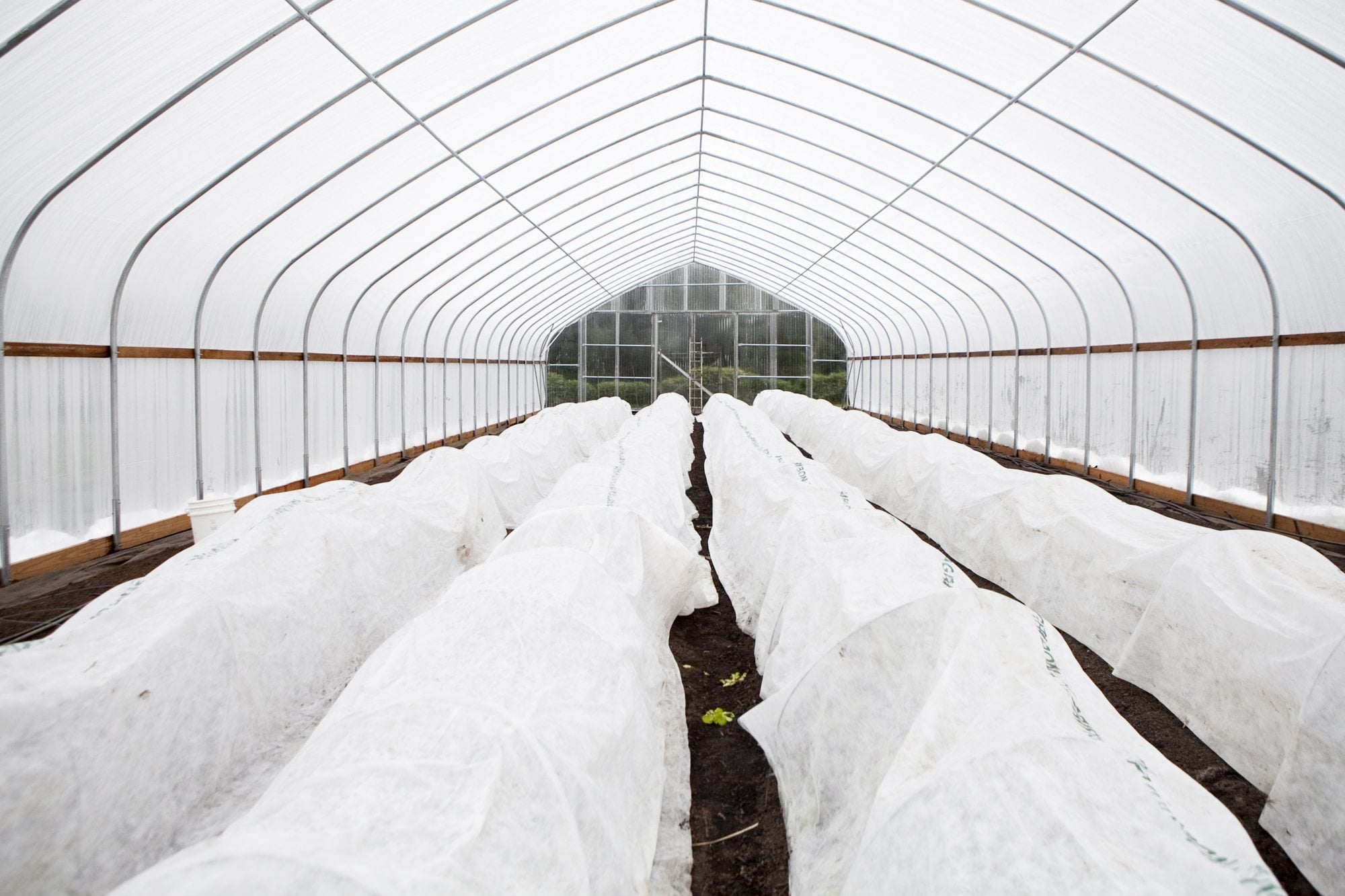 A &quot;hoop house&quot; protects young plants from cold weather at Purple Rain Vineyard in Hockinson.