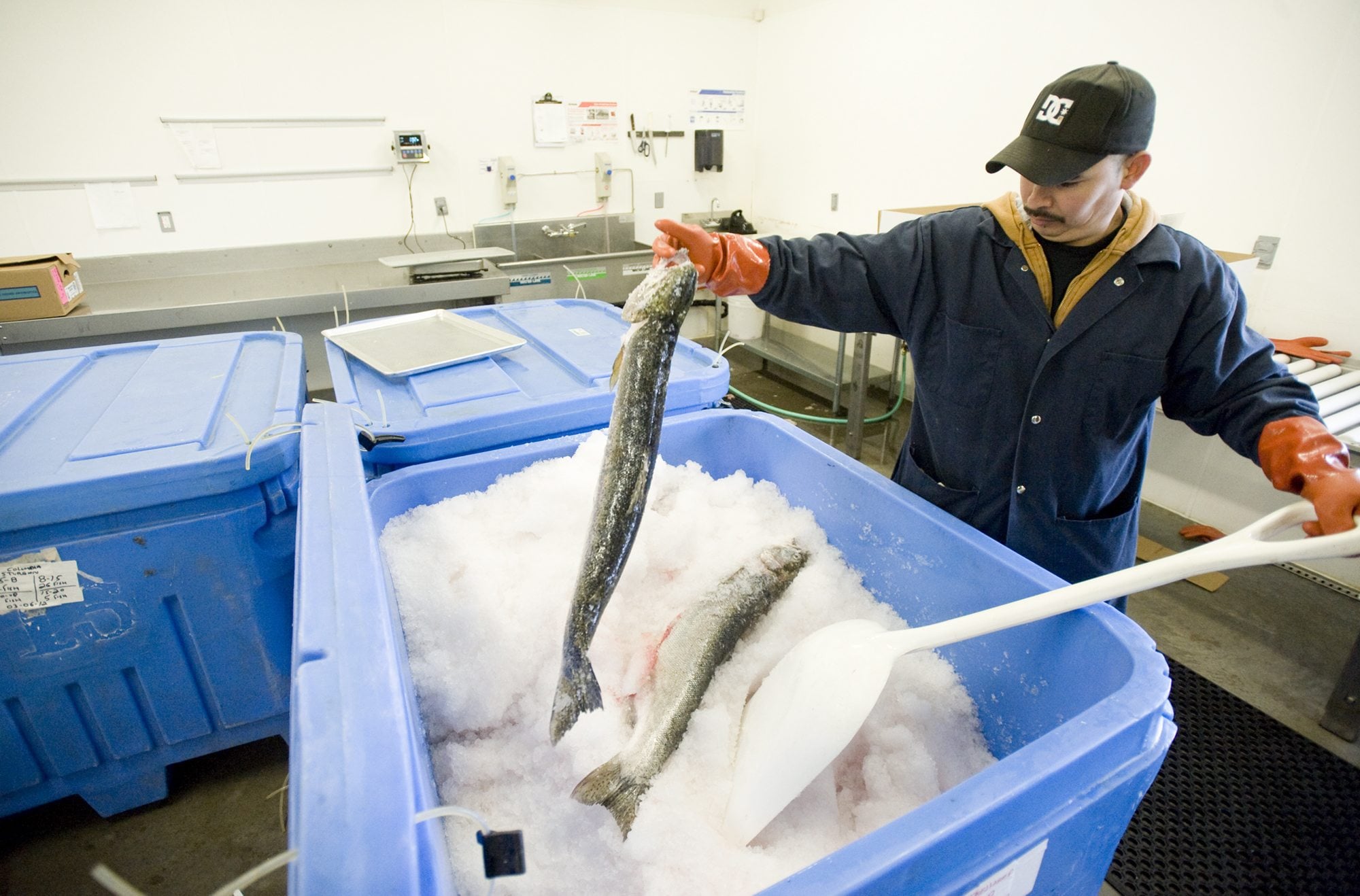Javier Meza unpacks fresh steelhead trout Tuesday at Foods in Season, which has built up its operations at the Port of Camas-Washougal's industrial park.