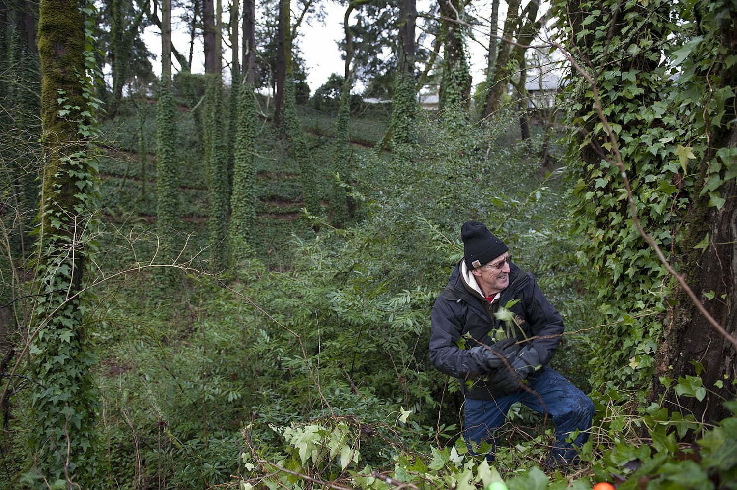 David Hayes of Vancouver pulls ivy from a tree Monday morning, Jan. 18, 2016 at Blandford Canyon in Southeast Vancouver.