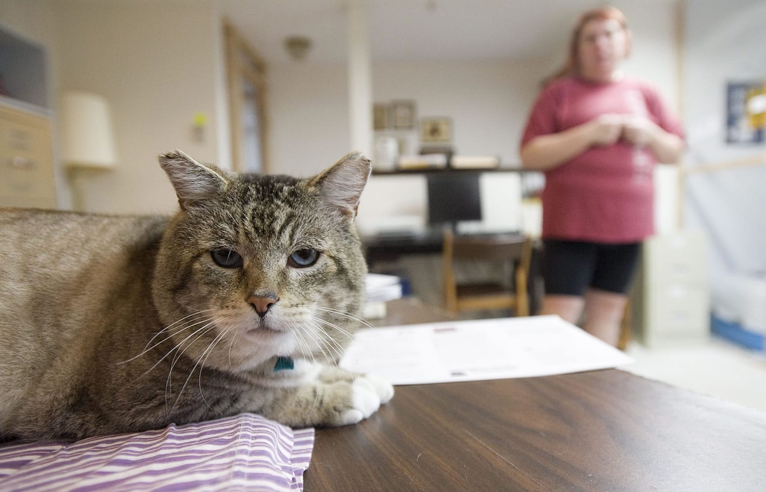 Zabie makes himself comfortable on a table at the Furry Friends halfway house as volunteer Cindy Goodrich checks on him.