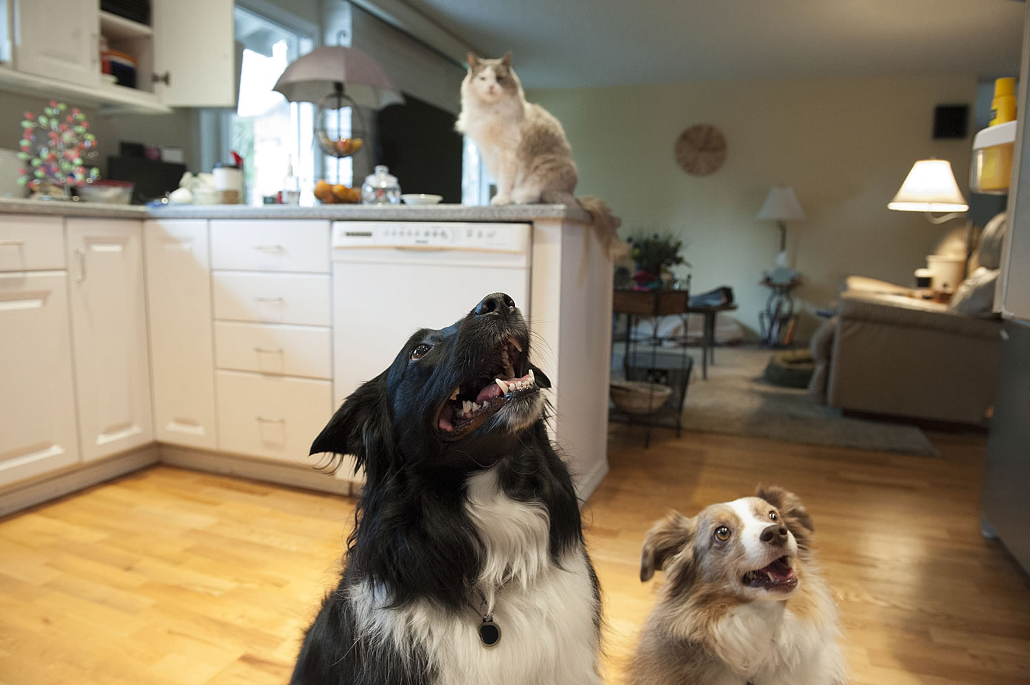 Vancouver City Councilman Jack Burkman offers treats to his Australian shepherd, Tazzy, 5, left, and mini-Australian shepherd, Rusty, 8, as his ragdoll kitty, Missy, 16, looks on at his southeast Vancouver home on Dec. 18.
