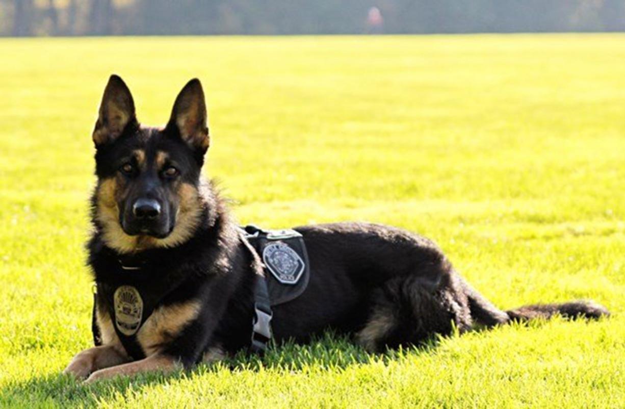 Battle Ground Police Department dog Luca is a 4-year-old male German shepherd.