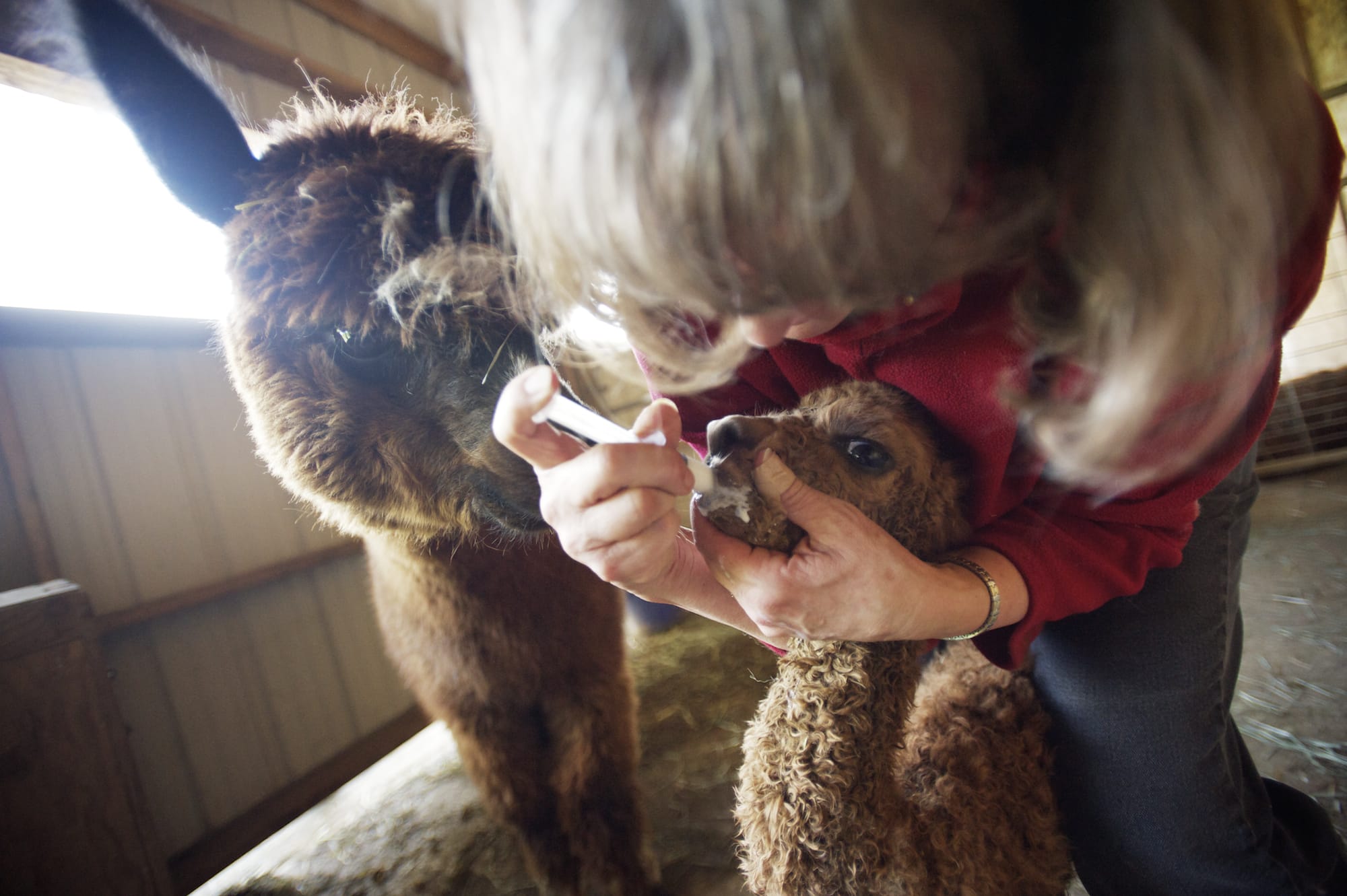 STEVEN LANE/The Columbian
Ruthie Gohl feeds a 6-hour-old alpaca. They named her Maggie.