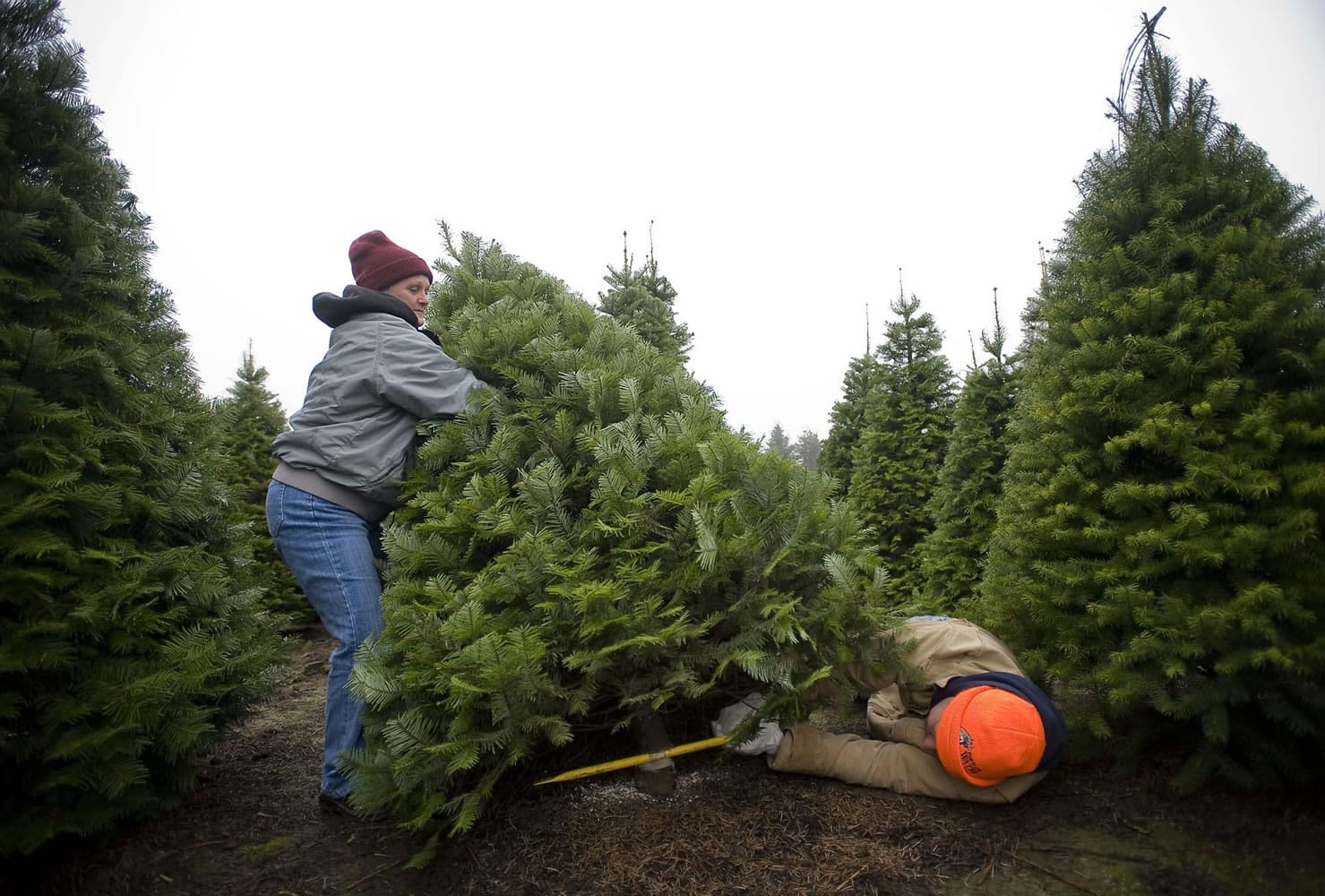 Kerrie and Al Zullo of Vancouver cut and wrangle their perfect tree Saturday at Larwick Christmas Tree Farm.