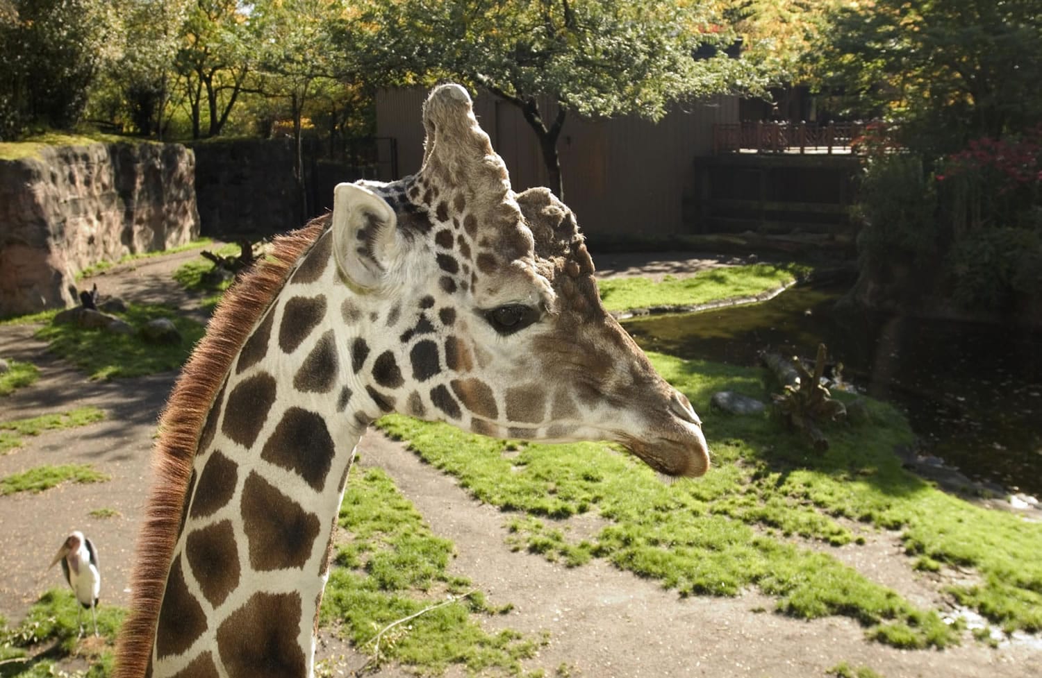Akeem the giraffe at home in the Oregon Zoo's Africa Savanna exhibit.