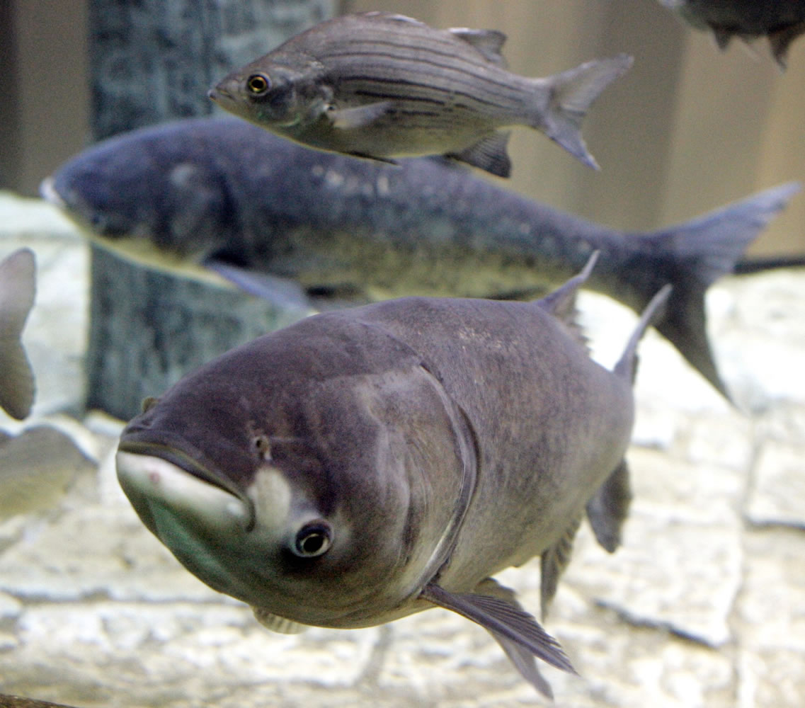 A bighead carp, front, a species of the Asian carp, swims in an exhibit that highlights plants and animals that eat or compete with Great Lakes native species at Chicago&#039;s Shedd Aquarium. A new study based on computer modeling says if Asian carp successfully invade Lake Erie, they eventually could make up about a third of the total fish weight there, and cause declines of walleye and other valuable sport species.
