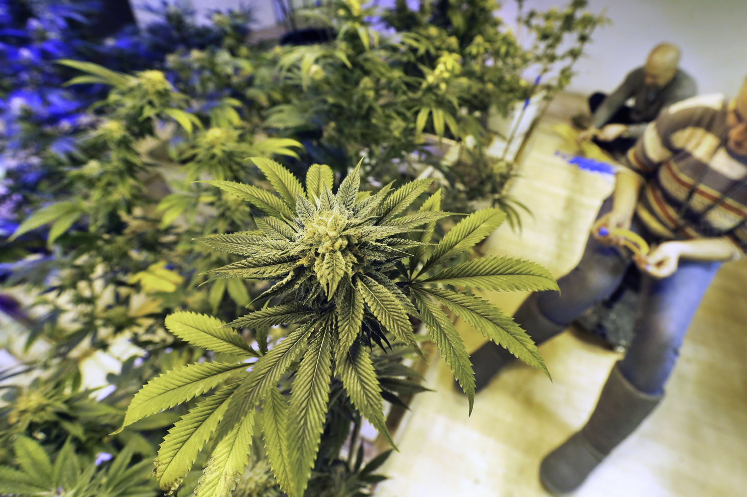 FILE - In this Dec. 31, 2013 file photo, employees tends to marijuana plants at a grow house in Denver. According to law enforcement officials, Colorado?s legal marijuana marketplace is in some cases serving as cover for a host of illegal drug traffickers who hide their product among the state?s many legal growing operations, then covertly ship it elsewhere and pocket millions of dollars from its sale.