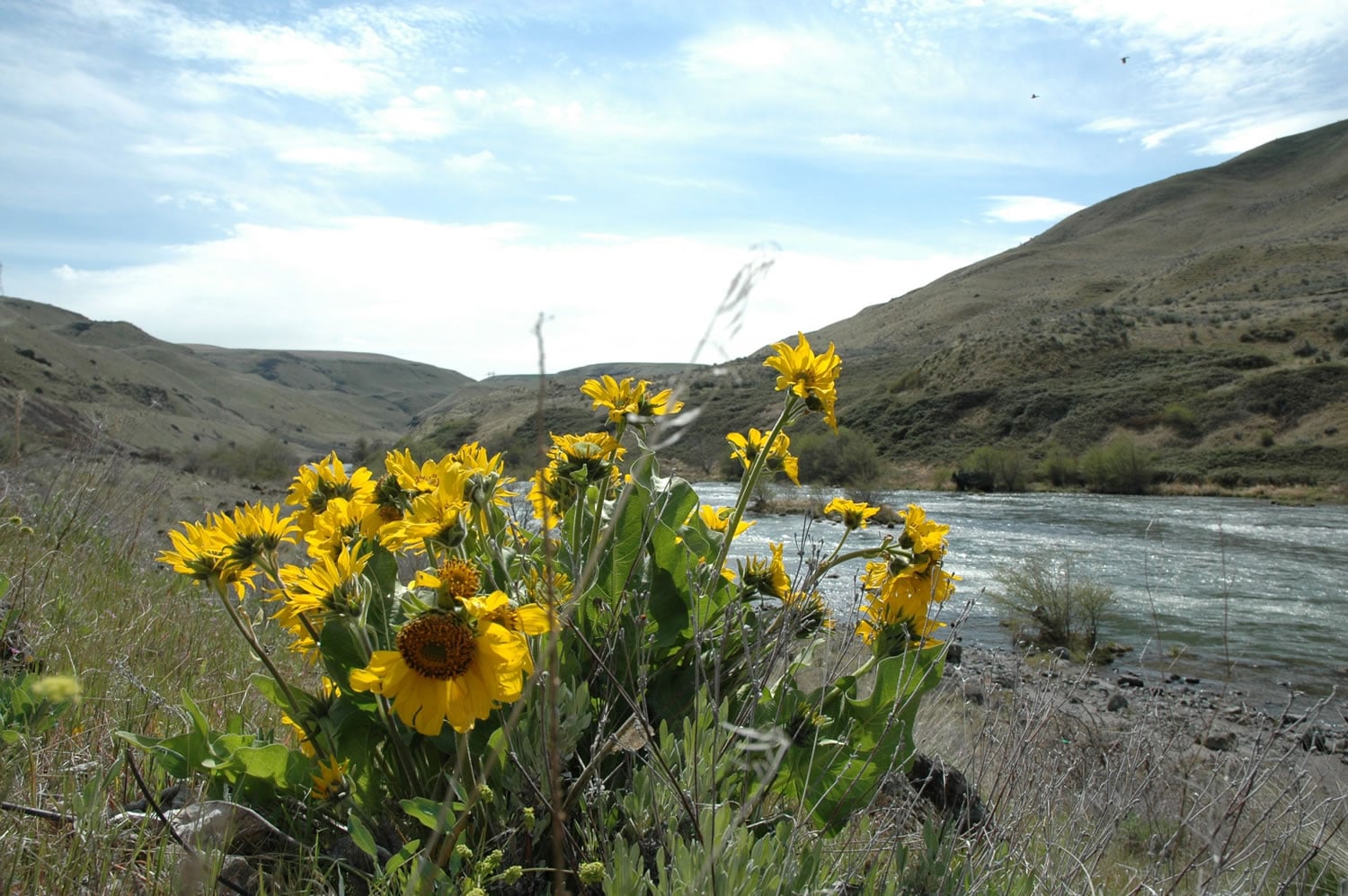 Hikers along the lower Deschutes River will find lots of balsamroot blooming at this time of year.