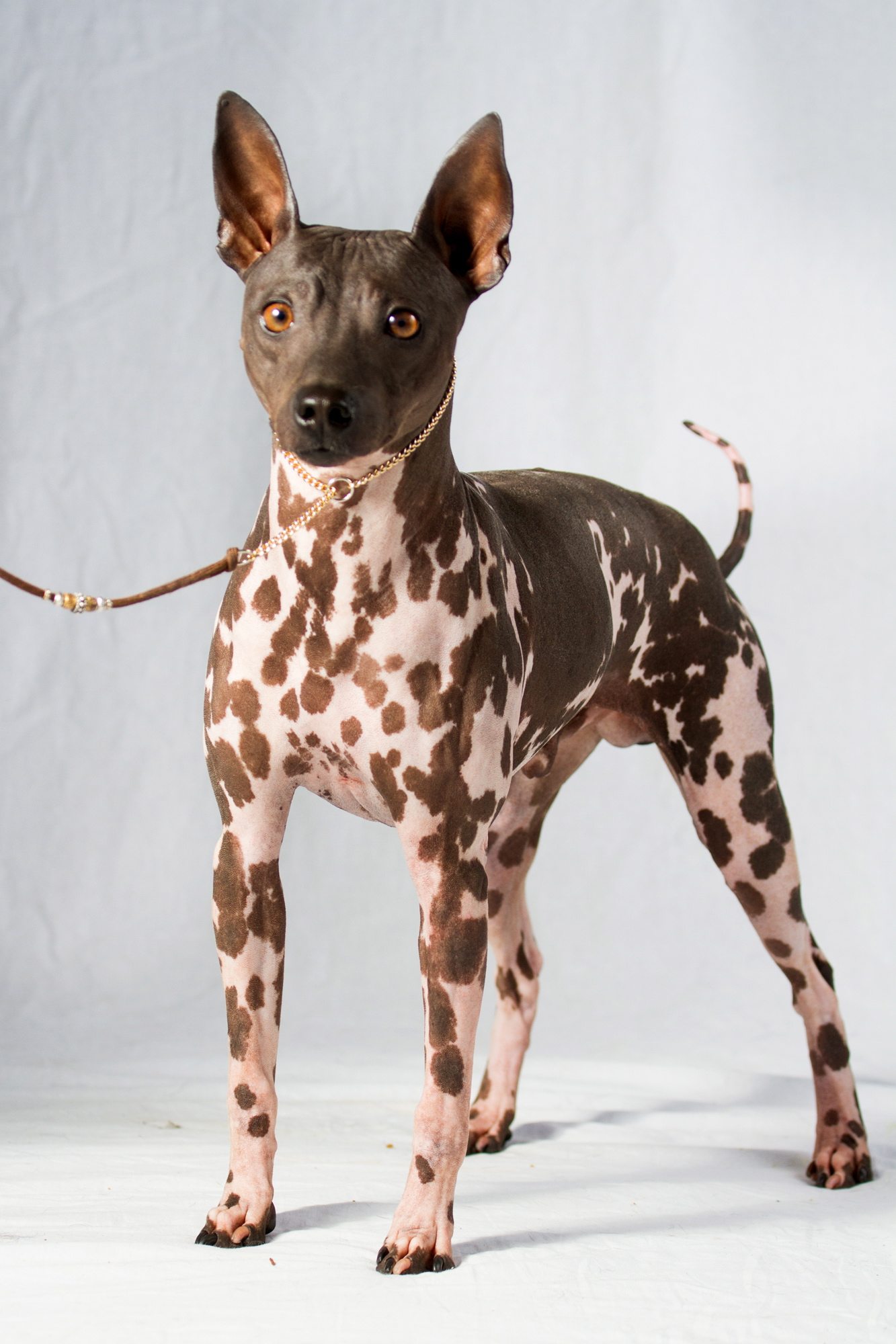 American hairless terrier (Photos by American Kennel Club)