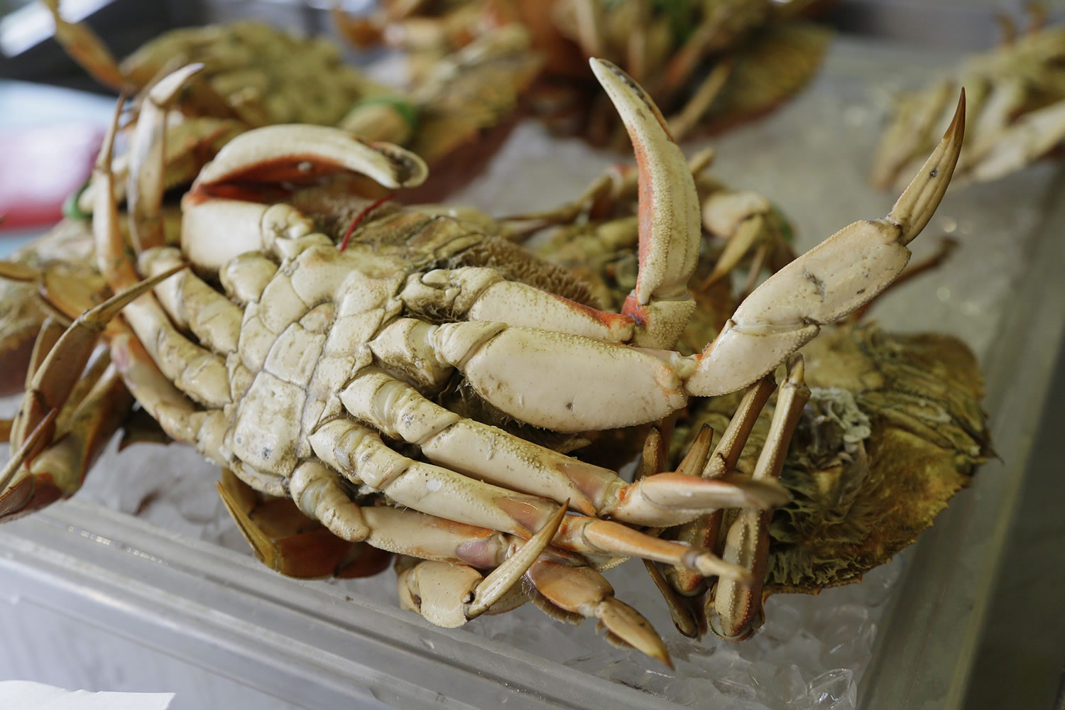A Dungeness crab is displayed for sale at Fisherman&#039;s Wharf in San Francisco.