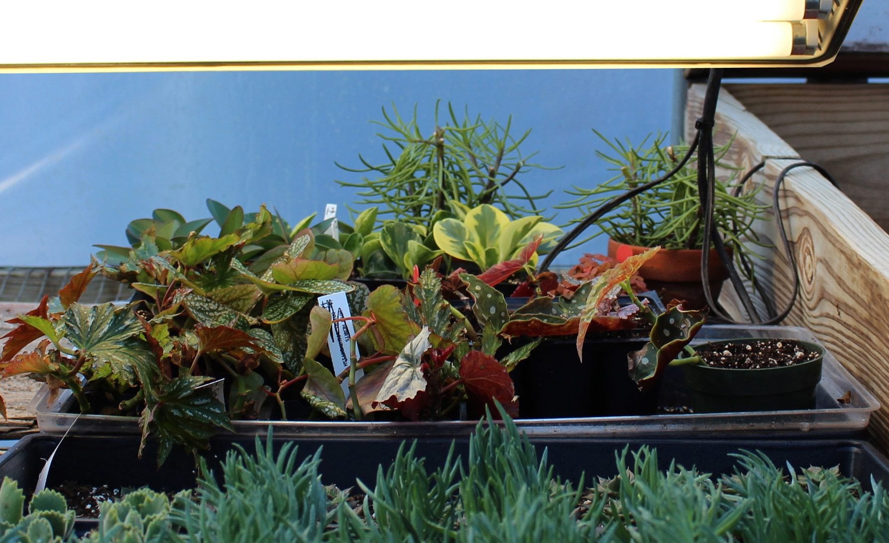Fluorescent bulbs provide all the artificial light needed to root cuttings during winter.