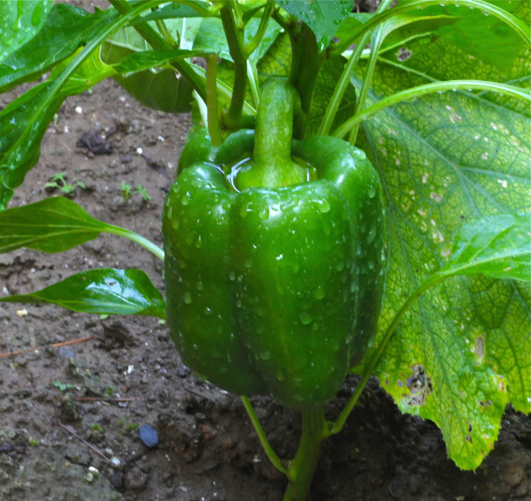 A green pepper grows in a raised bed garden, where the ground is saturated using water from a residential well, which is generally safer than that taken from streams or ponds. Contaminated water in the garden is a frequent contributor to food-borne illnesses. Use only potable water for your produce.