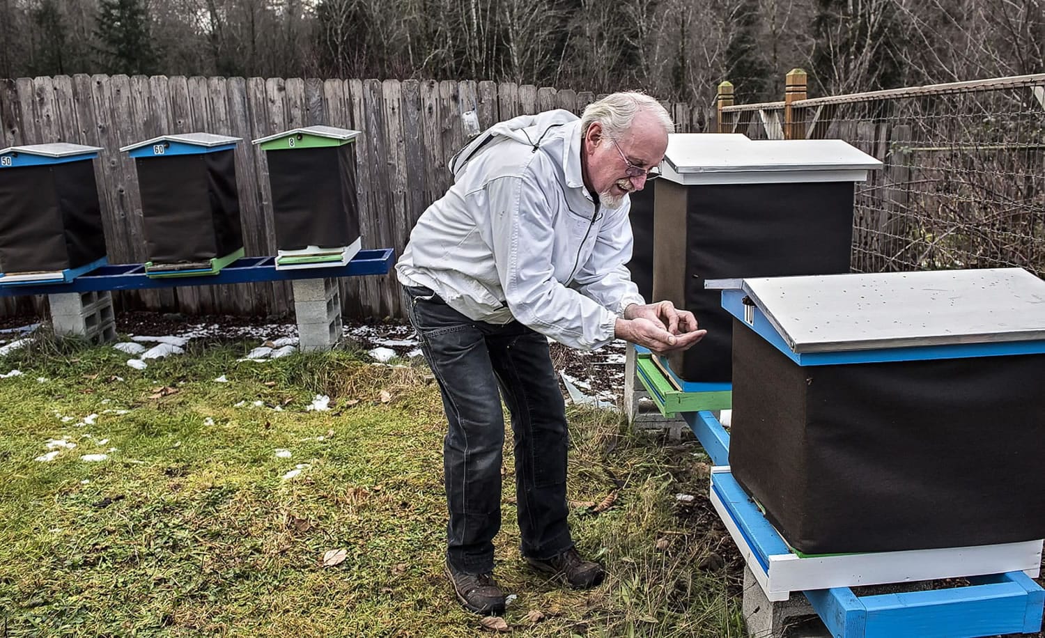 Doug Penning gently picks up a very cold bee he found outside its hive Jan. 7 in Longview. He cupped his hands and blew warm air on it to revive it. After a night in his warm lab, he released it to fly back to its hive.