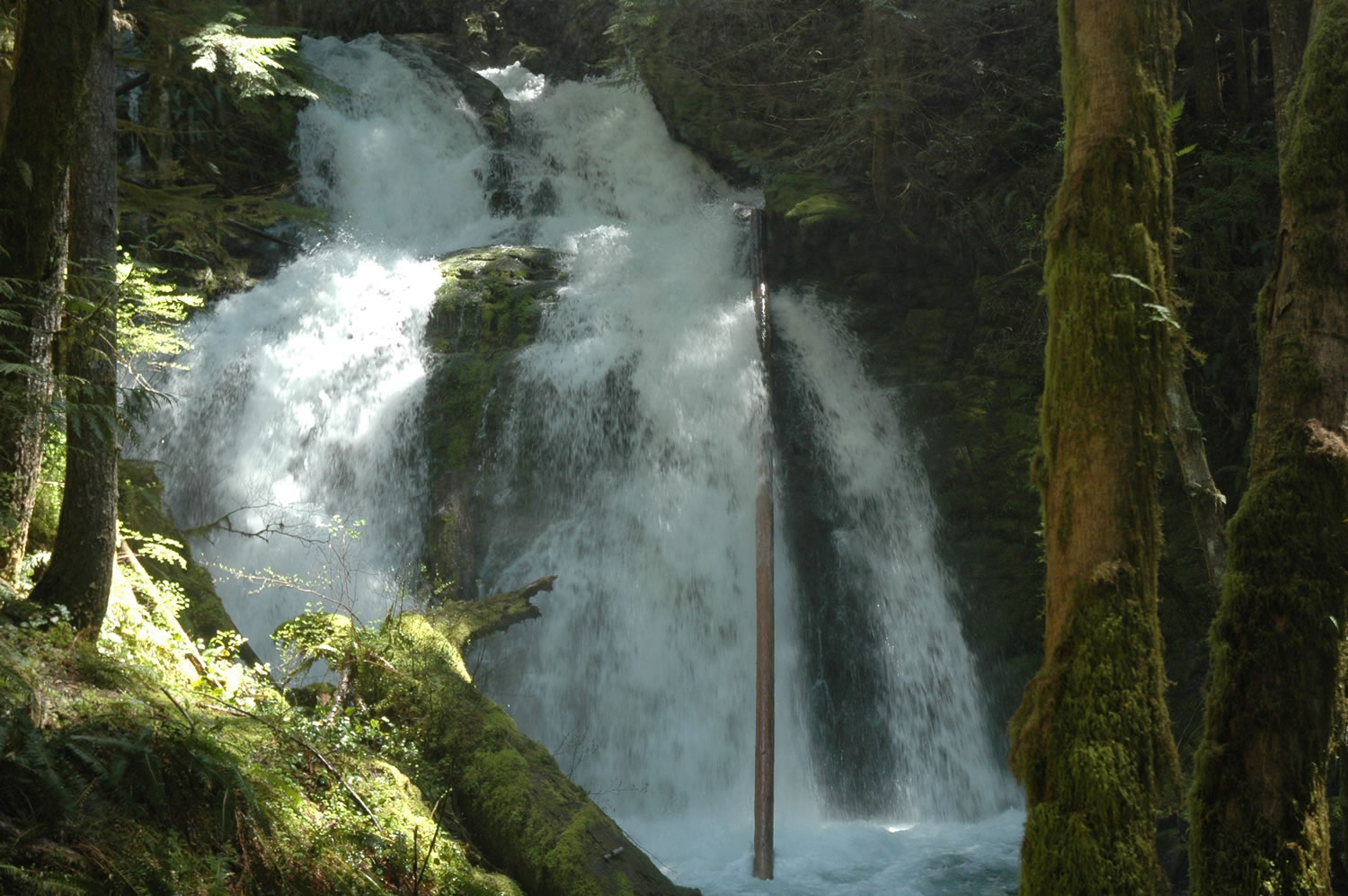 Horseshoe Creek Falls is impressive during the snowmelt period in late spring. Siouxon Creek trail No.
