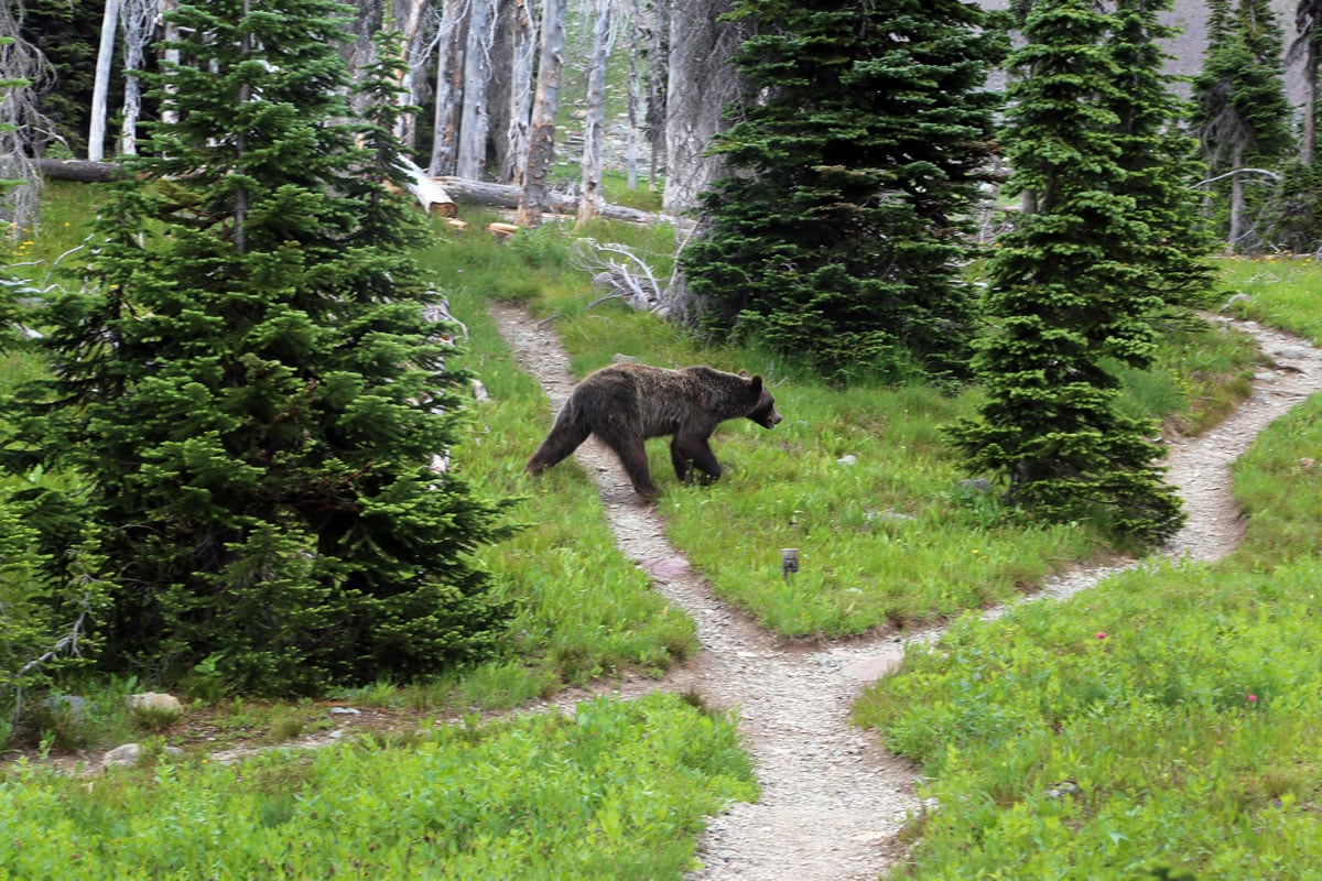 A grizzly bear walks through a back country campsite in Montana&#039;s Glacier National Park in August 2014. Wildlife officials have divvied up how many grizzly bears could be killed by hunters in the Yellowstone region of Wyoming, Montana and Idaho.