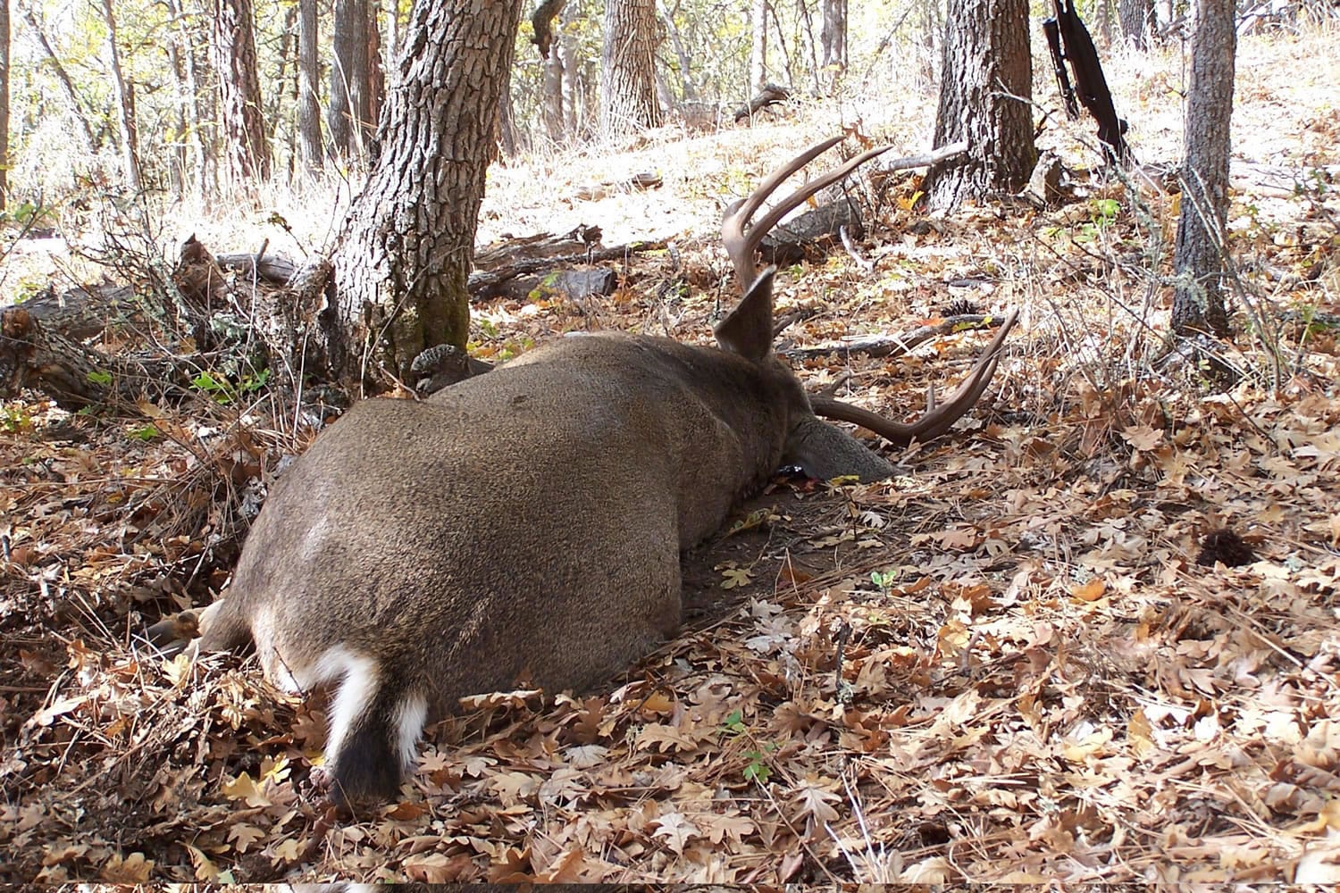In 2011, Washington sold 2,200 multiple-season permits for deer.