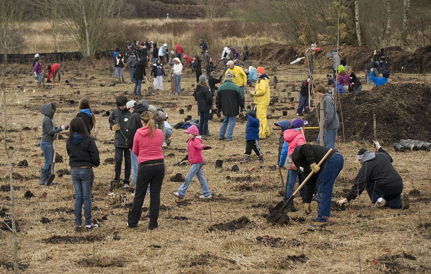 Volunteers plant trees along the Burnt Bridge Creek Greenway as part of Vancouver's MLK Day events, Monday, January 16, 2012.