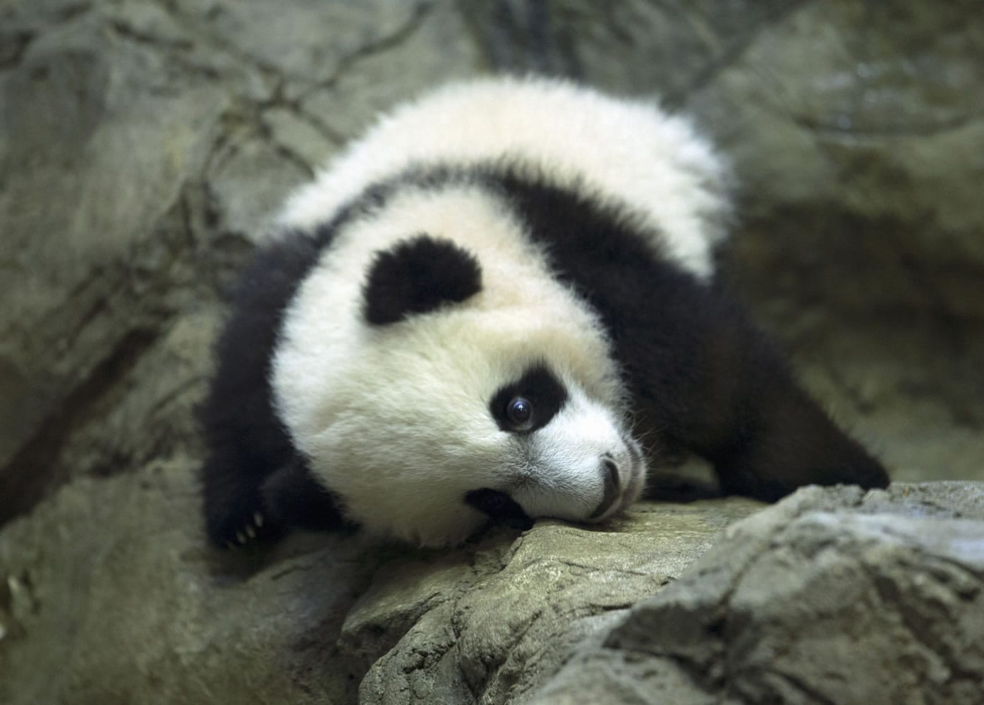 Giant panda cub Bei Bei, seen through glass, roams in his pen at the National Zoo in Washington, Saturday, Jan. 16, 2016. The cub, born Aug. 22, made his public debut Saturday, though zoo members have been able to see him since Jan. 8.