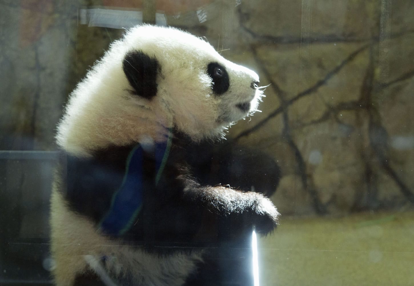 Giant panda cub Bei Bei, seen through glass, tries to get out of his box as he awakes Saturday at the National Zoo in Washington. The cub, born Aug. 22, 2015, made his public debut in January.