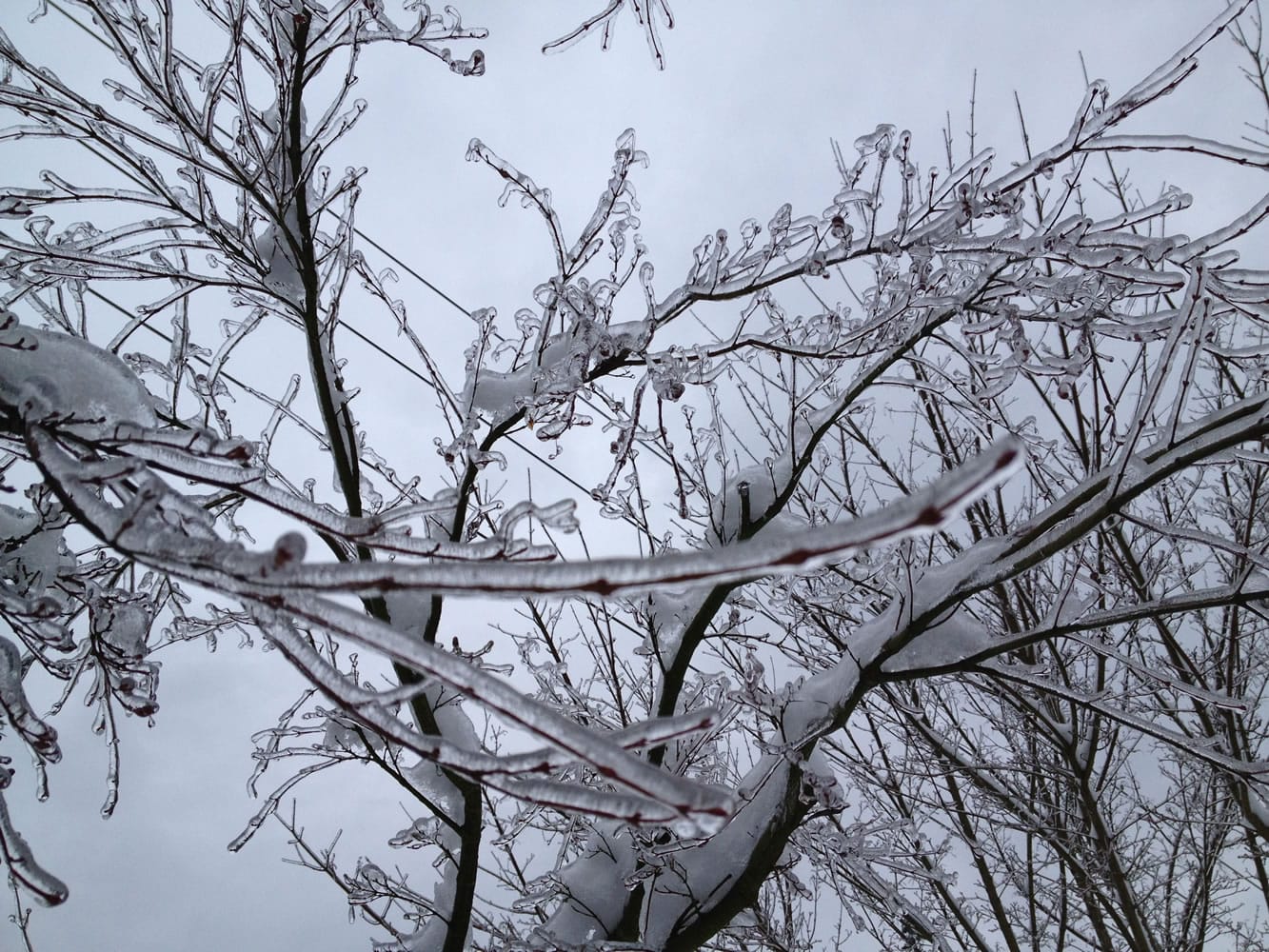 Ice coats tree branches Friday in Tacoma.