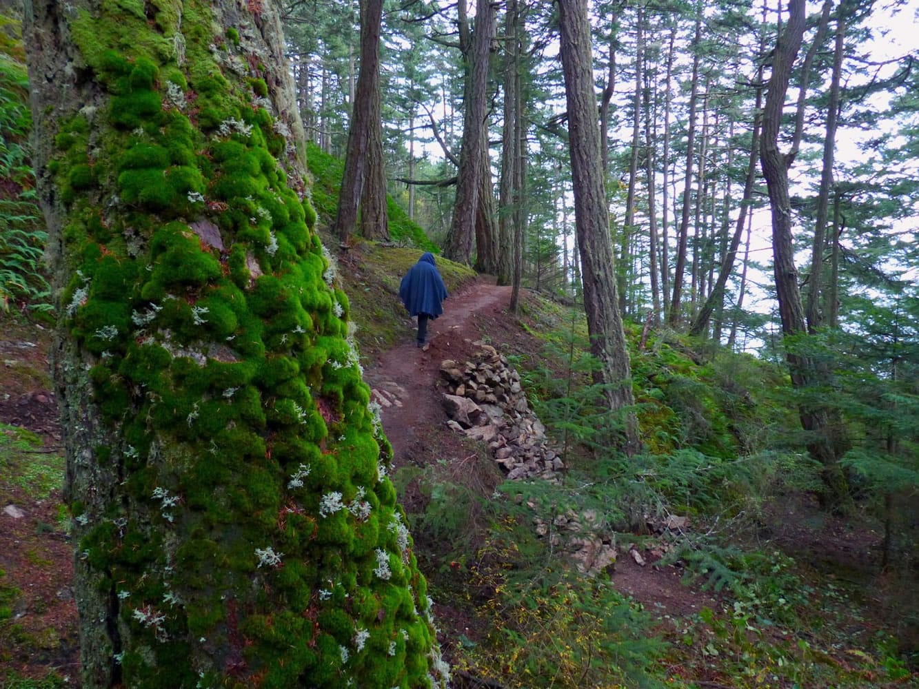 In this Nov. 16, 2015 photo, a hiker on the trail to Sares Head in the Sharpe Park and Montgomery/Duban Headlands complex near Anacortes. (Brian J.