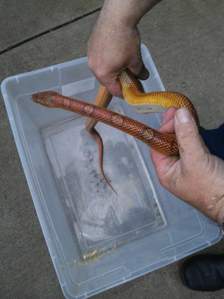 Police found this snake today in downtown Portland.