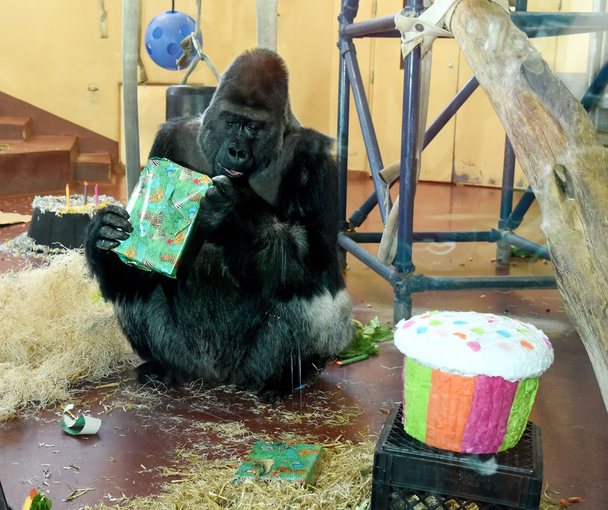 Motuba, a Western lowland gorilla at the Philadelphia Zoo, opens a birthday present that the staff put out for him Thursday. His actual birthday was Jan. 23, but the celebration was postponed due to last week&#039;s blizzard.
