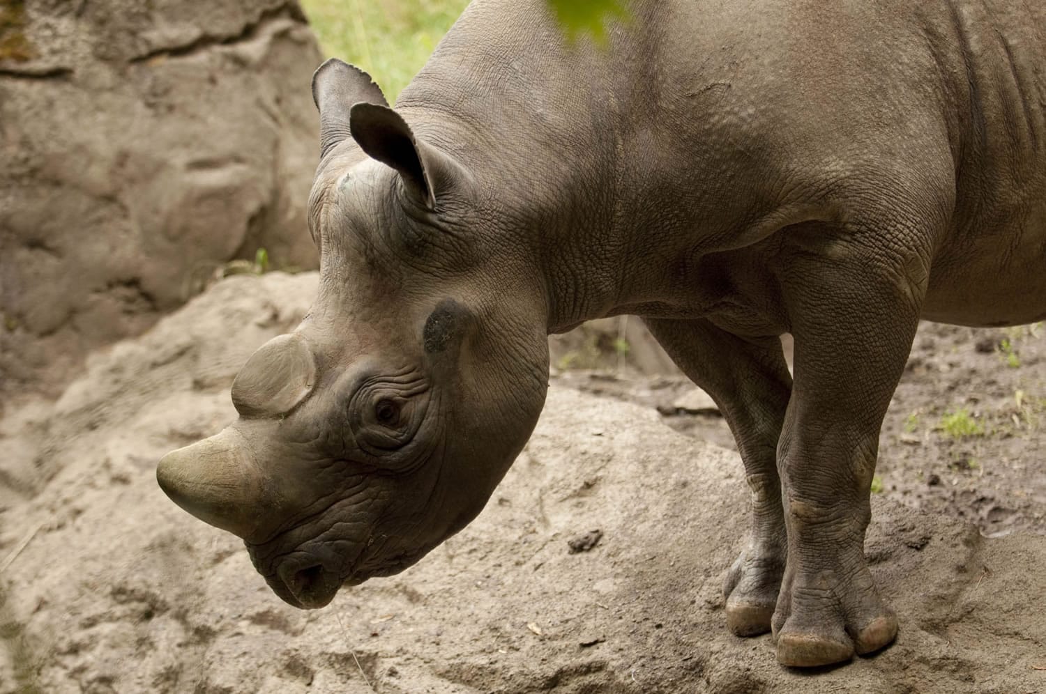 Pete, the Oregon Zoo's black rhino, has been euthanized at the age of 24.