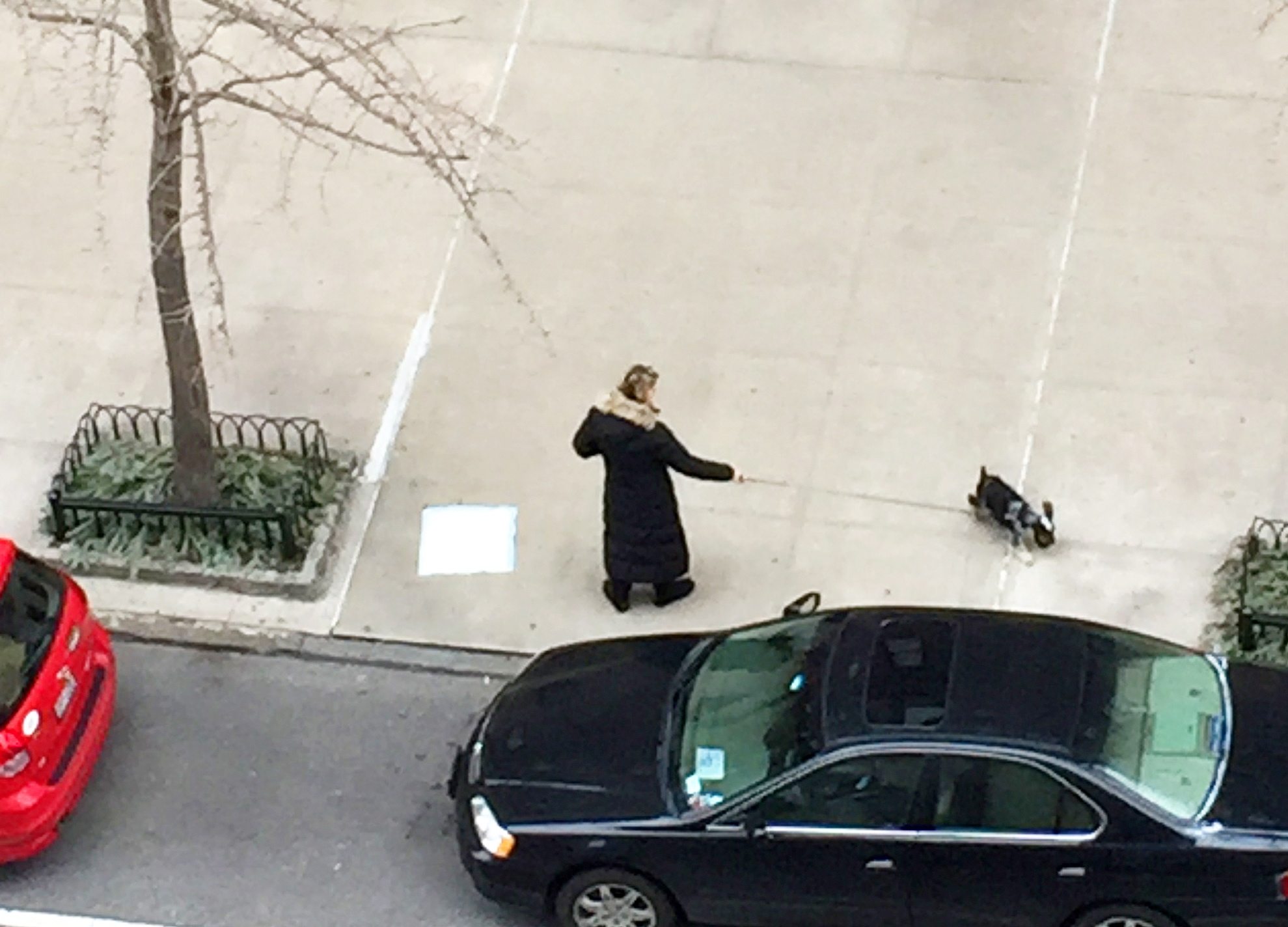 A person walking a dog has laid out a wee-wee pad on a New York sidewalk. Animal behavior experts caution that training dogs to use pads indoors might make it difficult for the dogs to go reliably on outdoor surfaces.