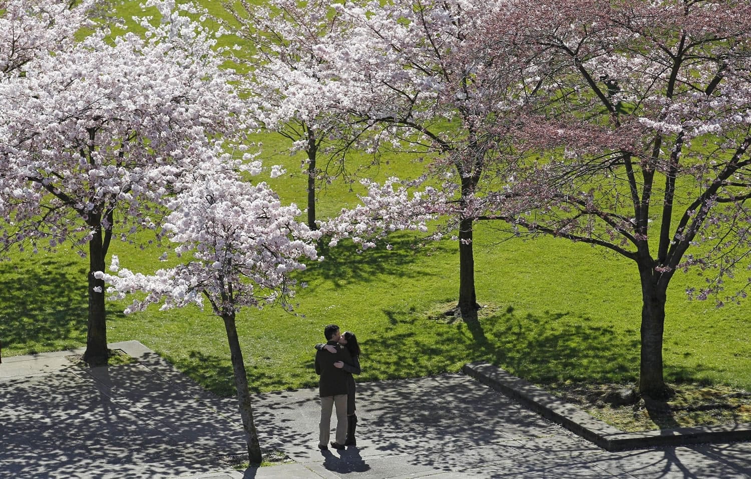 A couple kiss below blooming cherry trees last month in Tom McCall Waterfront park near the Willamette River in Portland.