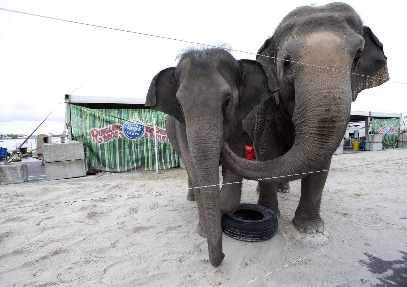 Asian elephants named April, left, and Luna, belonging to Ringling Bros. and Barnum &amp; Bailey Circus, interact Friday in their enclosure outside the American Airlines Arena in Miami.