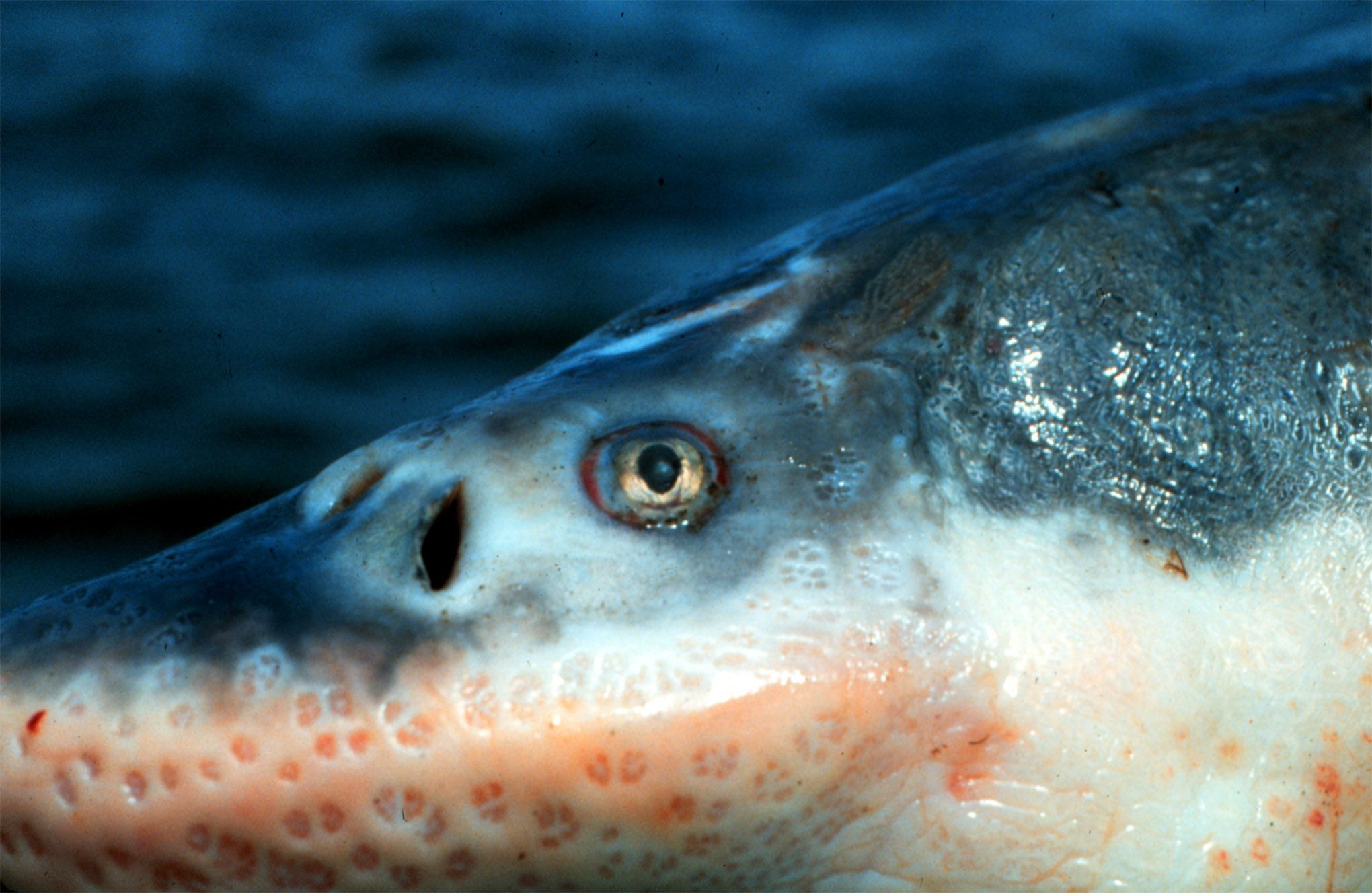 The lower Columbia River has an estimated 147,000 legal-size sturgeon between the ocean and Bonneville Dam.